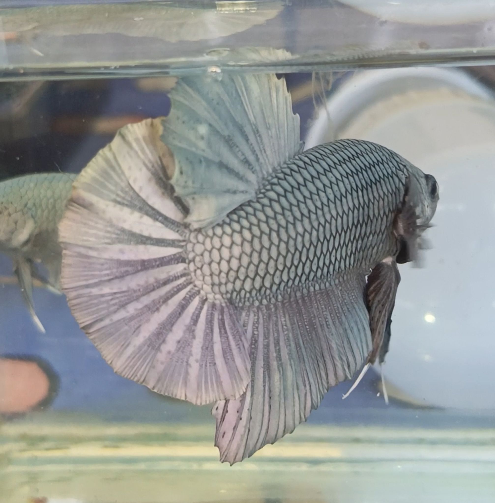One pair GIANT BETTA COPPER