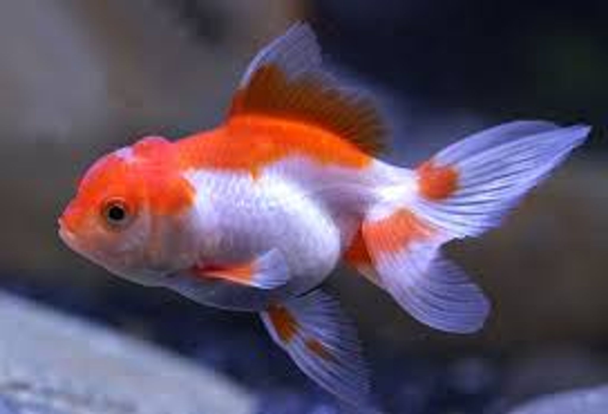 Red or Red White Oranda Goldfish
