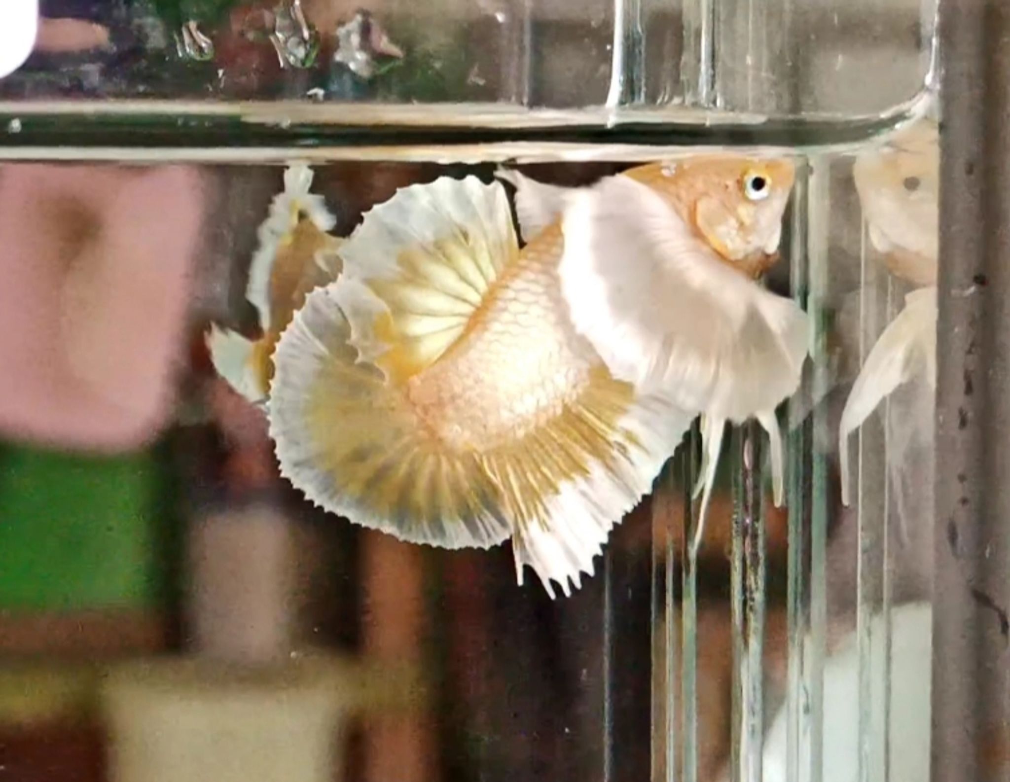 Plakat Dumbo Gold