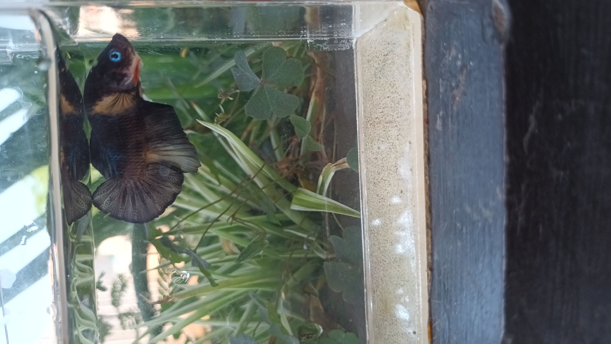 betta hmpk black nemo