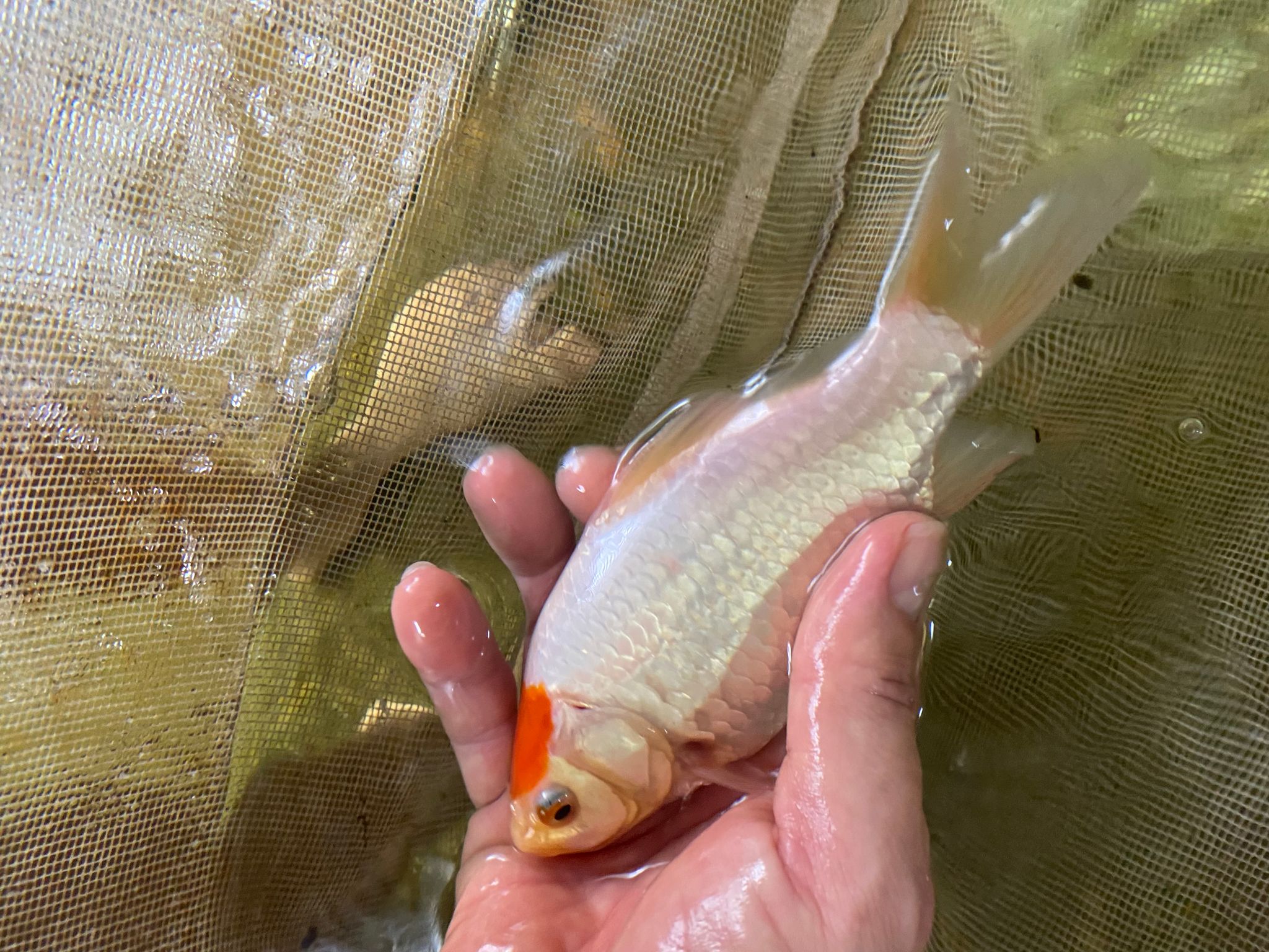 Comet goldfish comet-tailed goldfish single-tailed goldfish