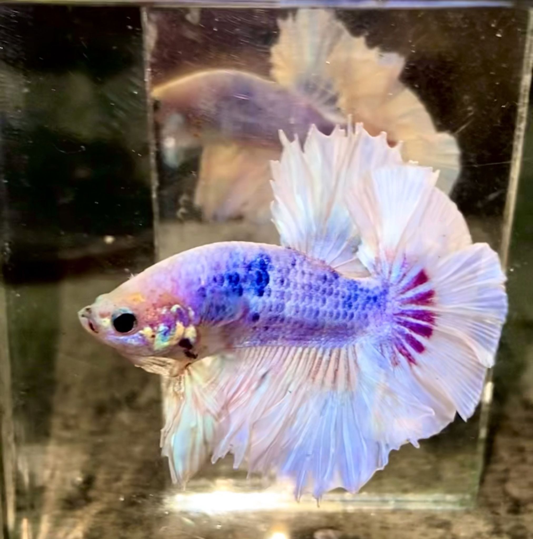 FANCY KING ROSTAIL AURORA 