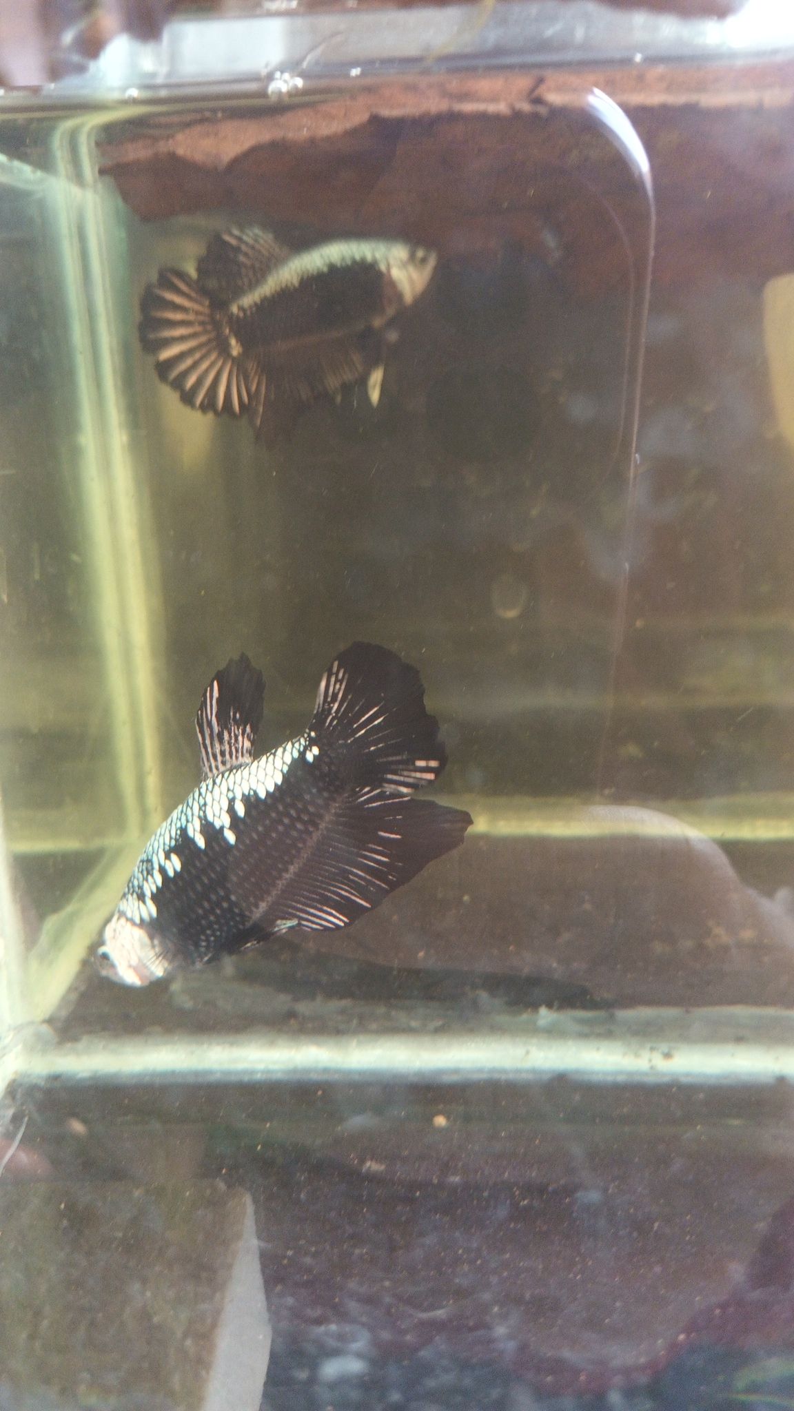Betta Black Samurai