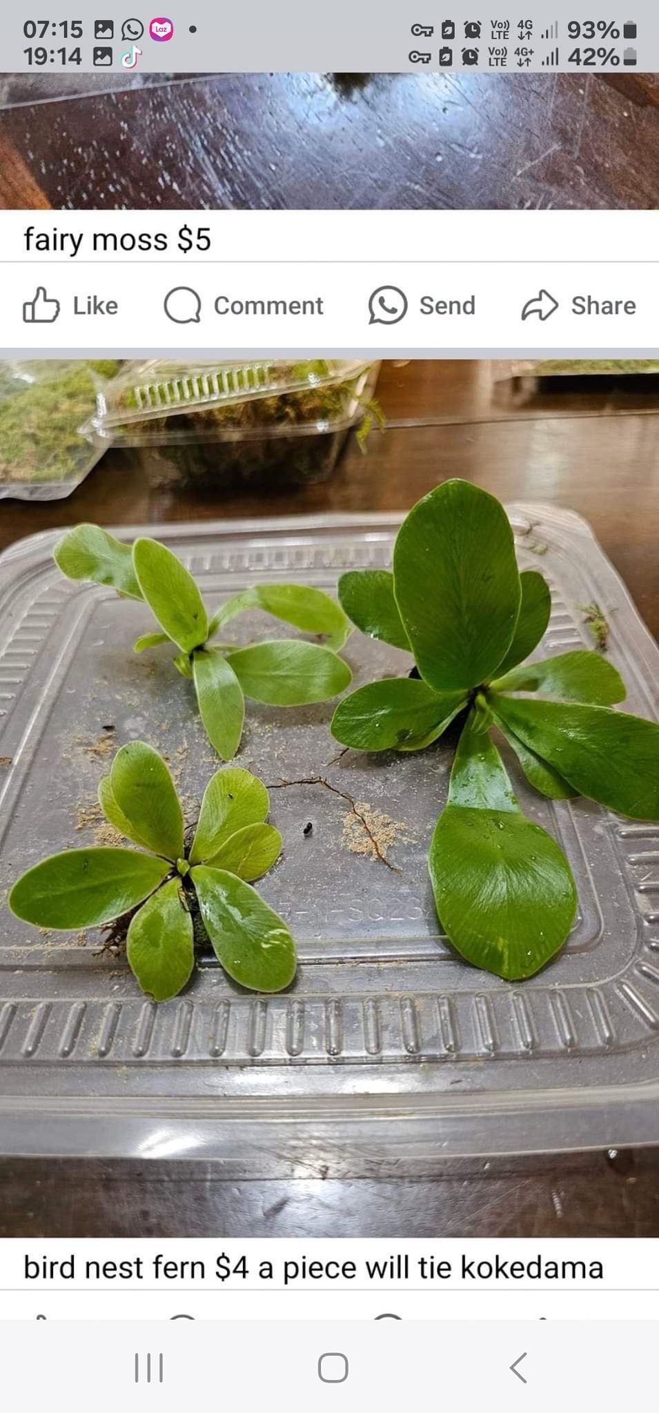 mini birdnest fern 2pcs