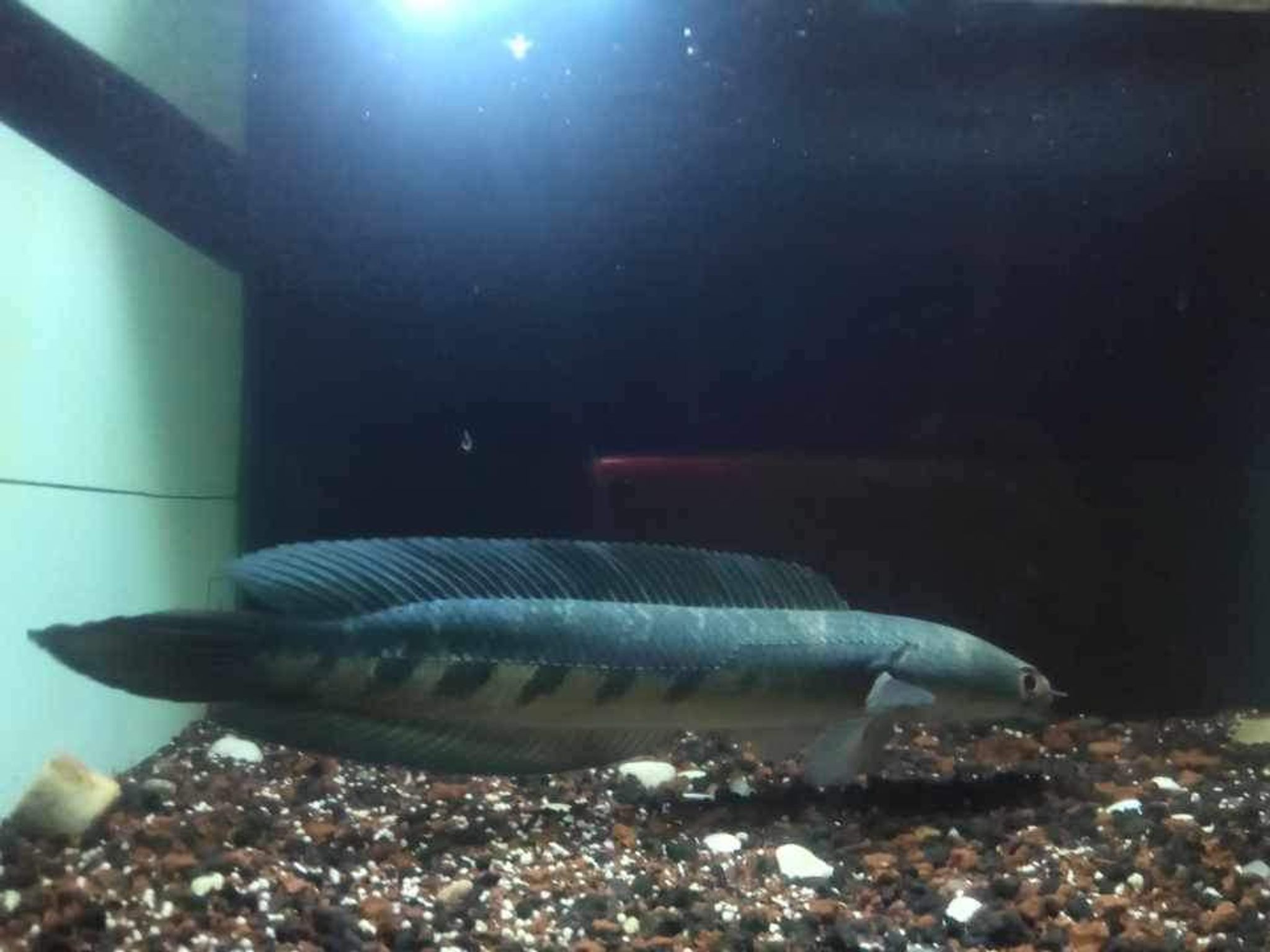 Channa Maru Yellow Sentarum