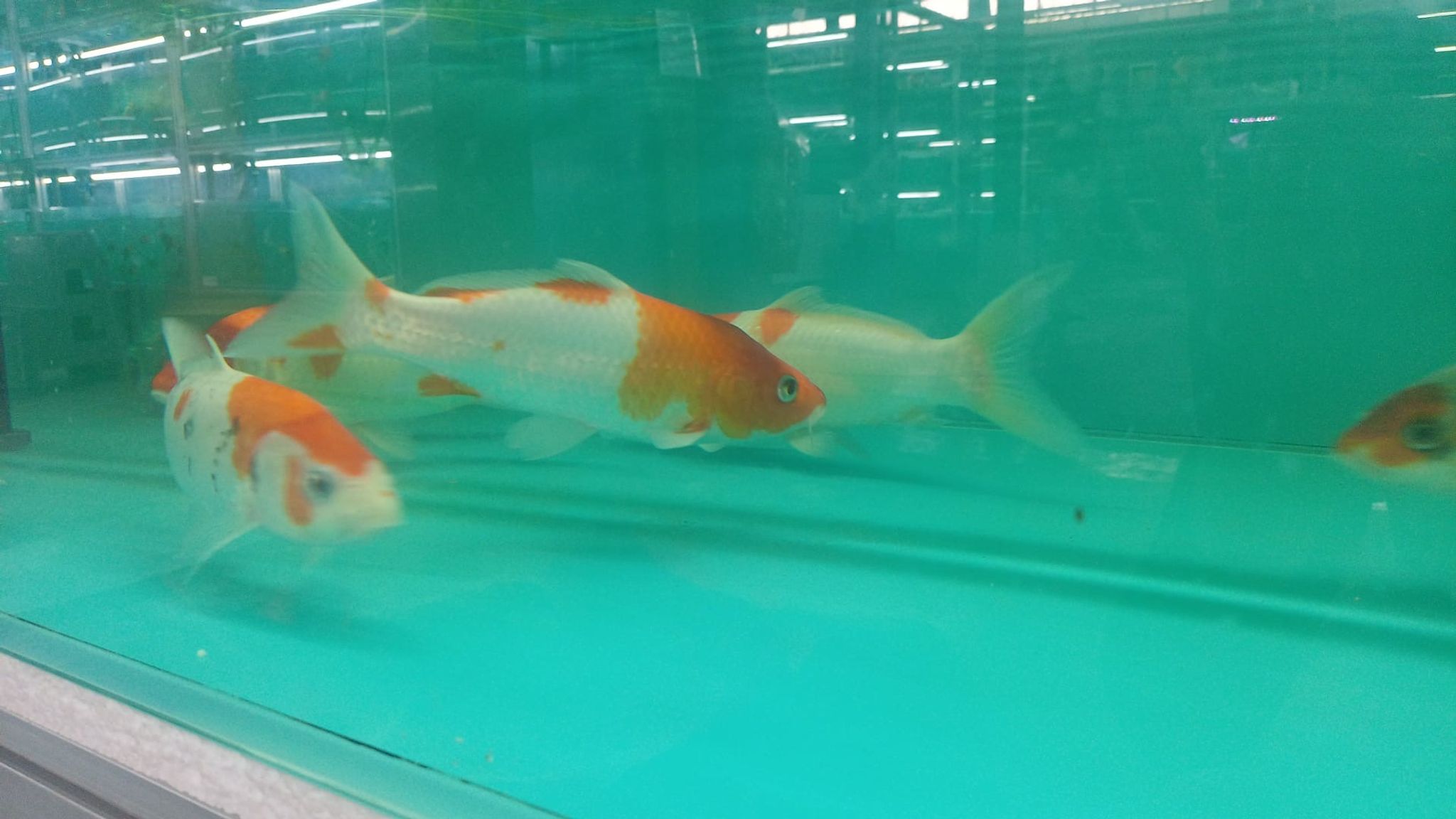 Assorted Koi