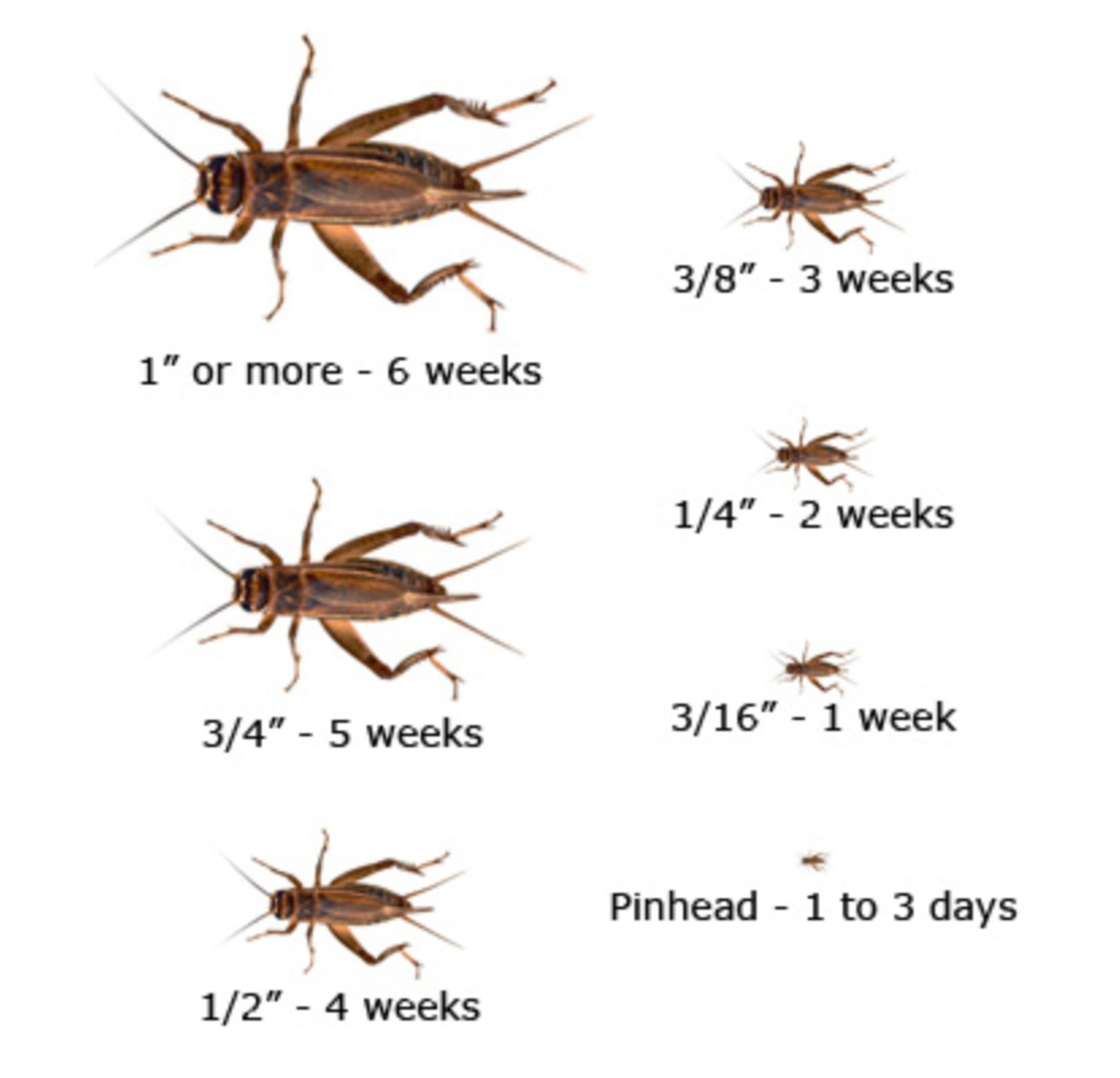 Crickets live feeders