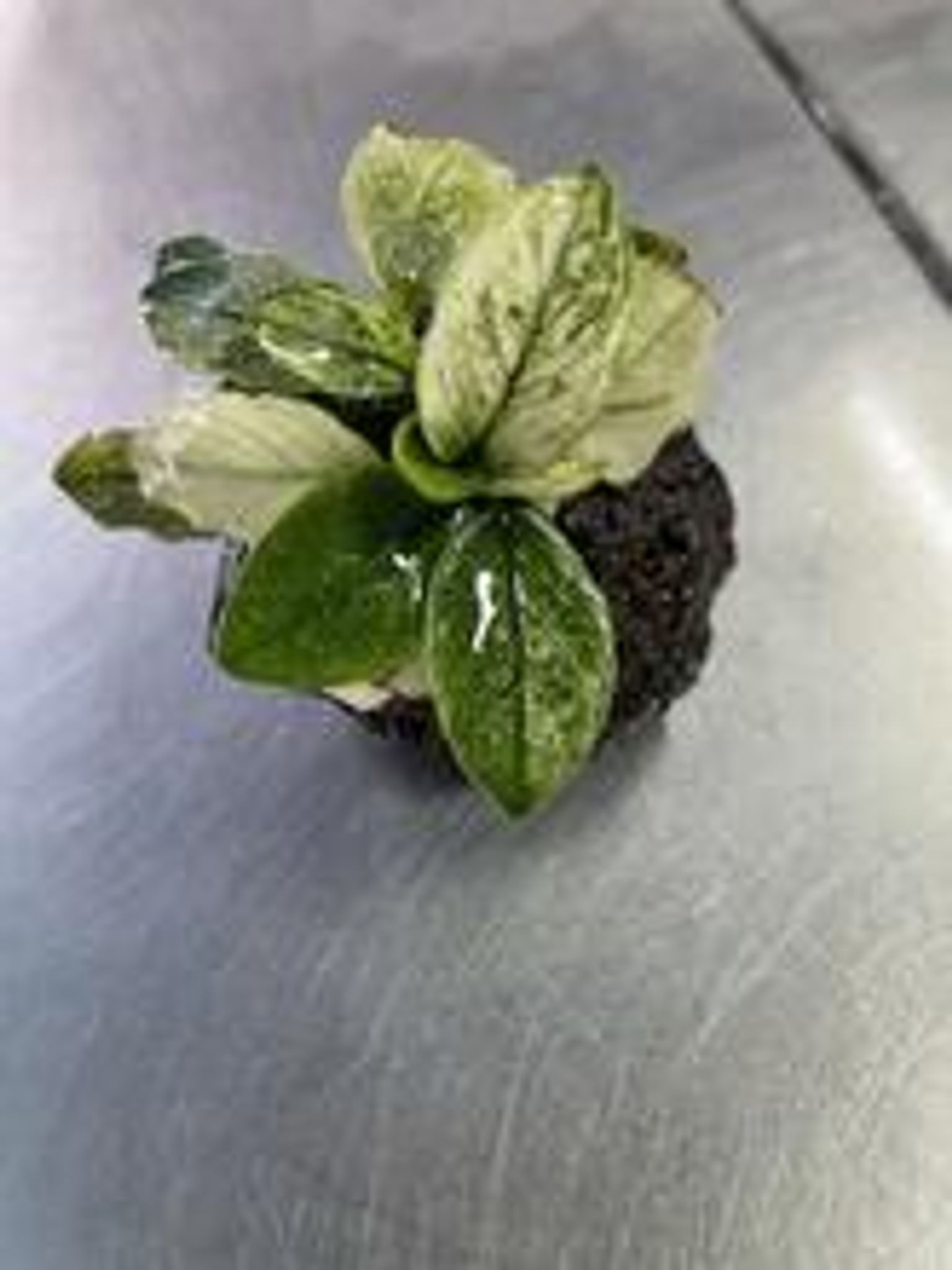Anubias Pinto