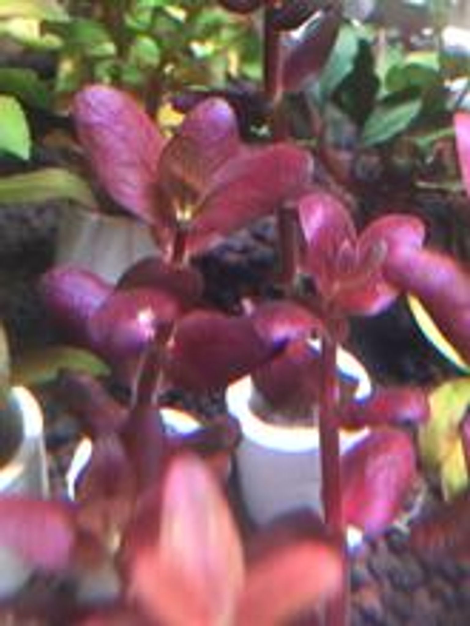 Bacopa Salzmannii