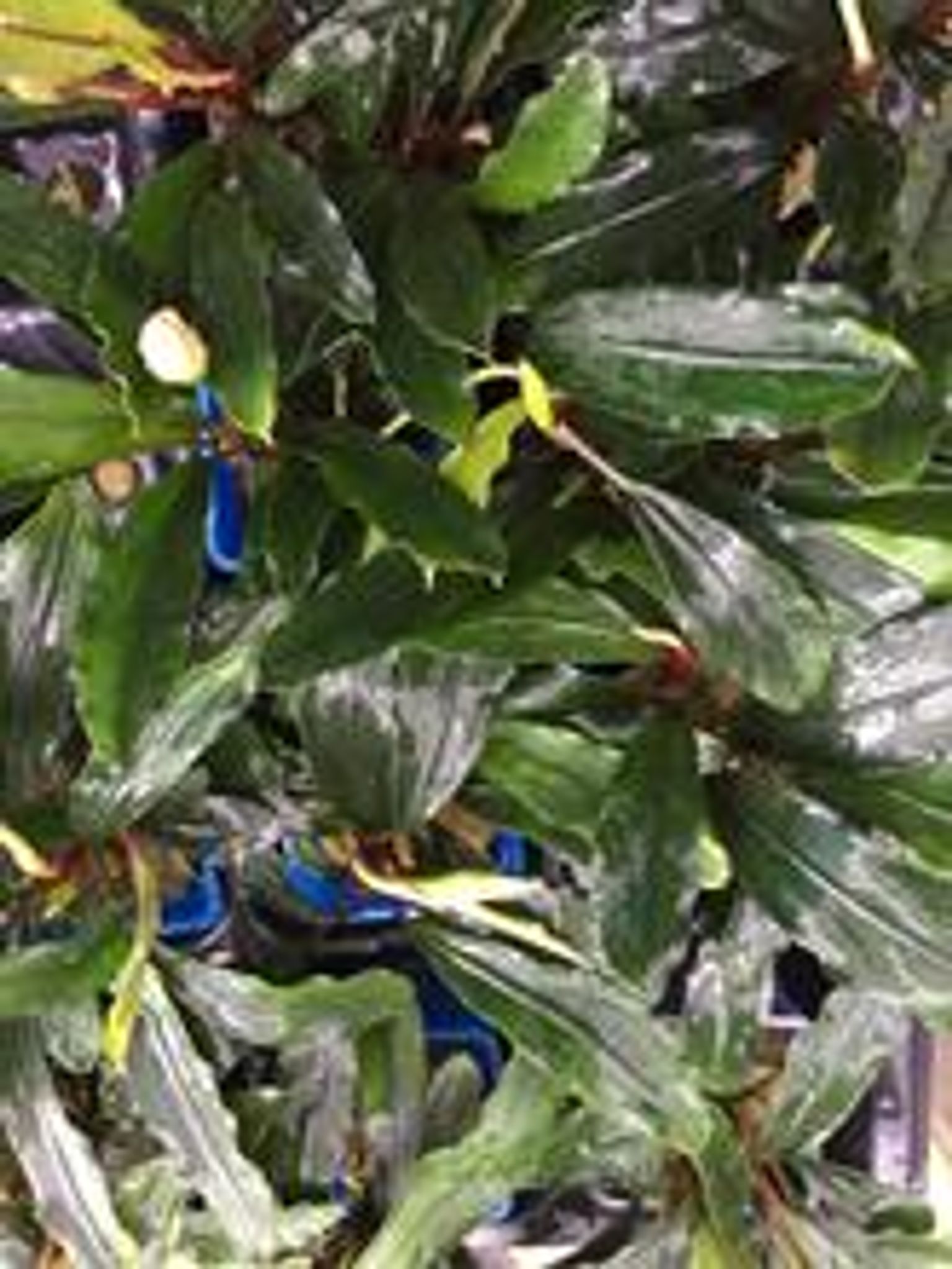 Bucephalandra Species (Wavy Green)
