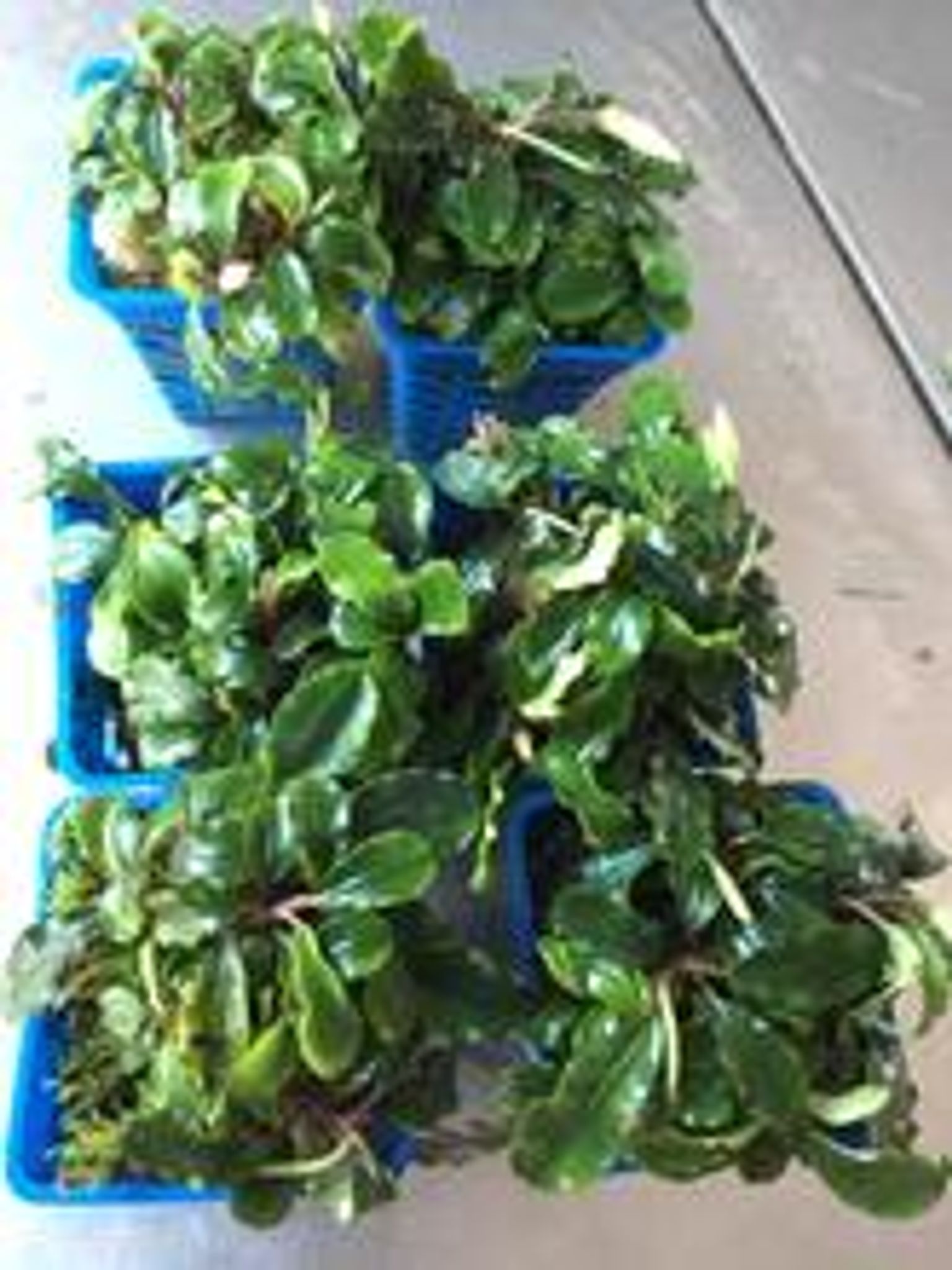 Bucephalandra Species (Wavy Green)
