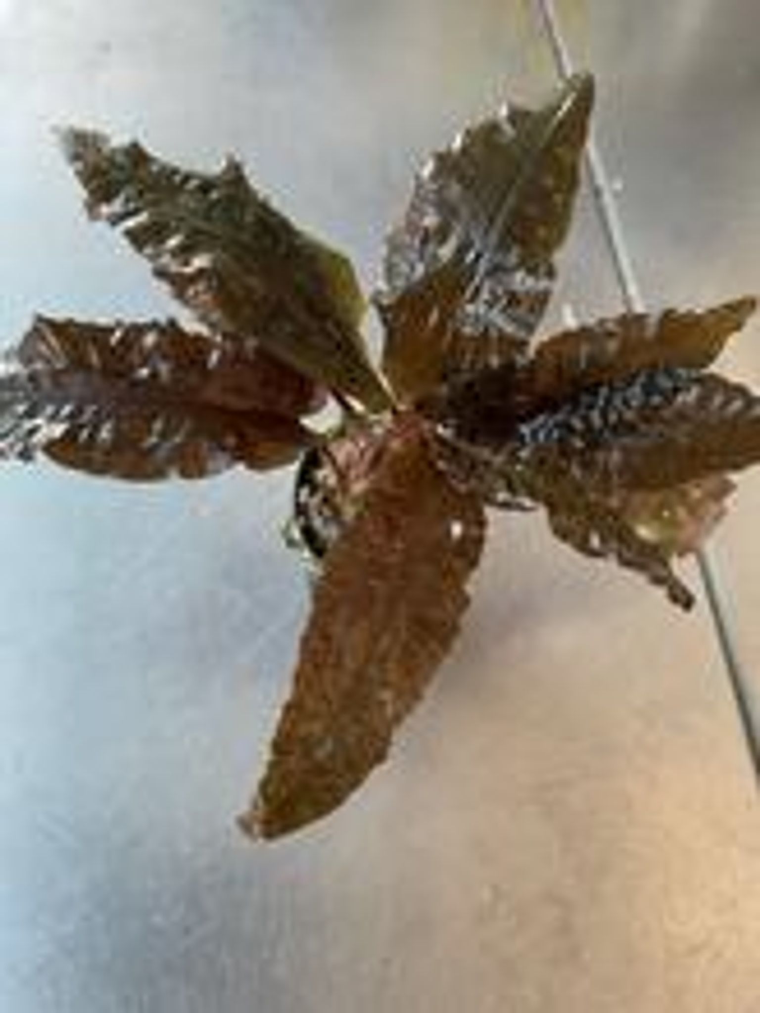 Cryptocoryne wendtii tropica