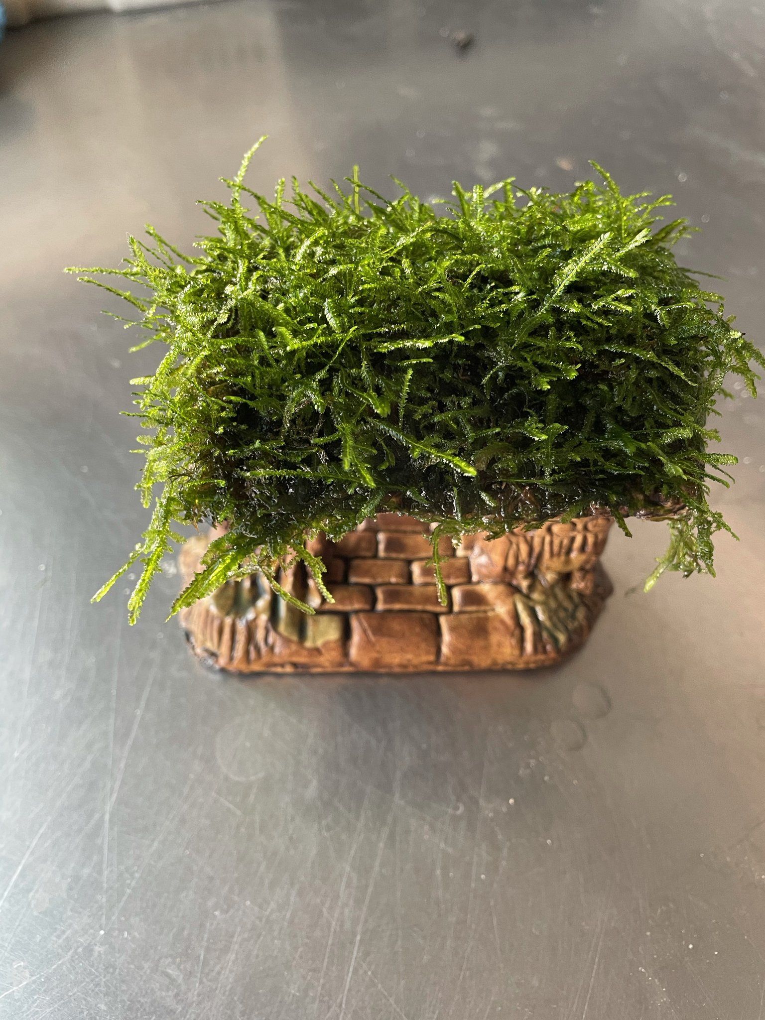 Weeping Moss (Pagoda designed)