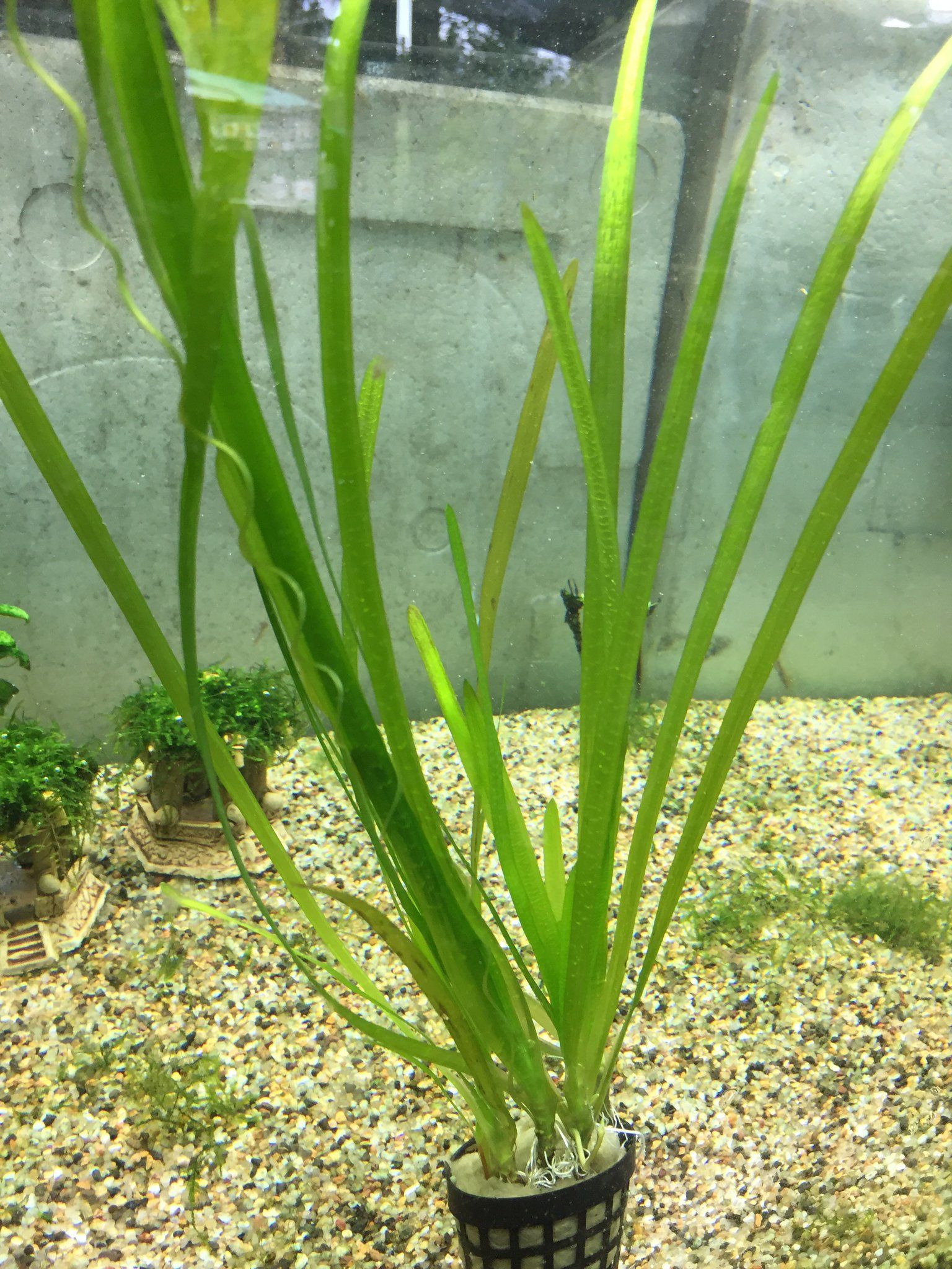 Vallisneria Spiralis