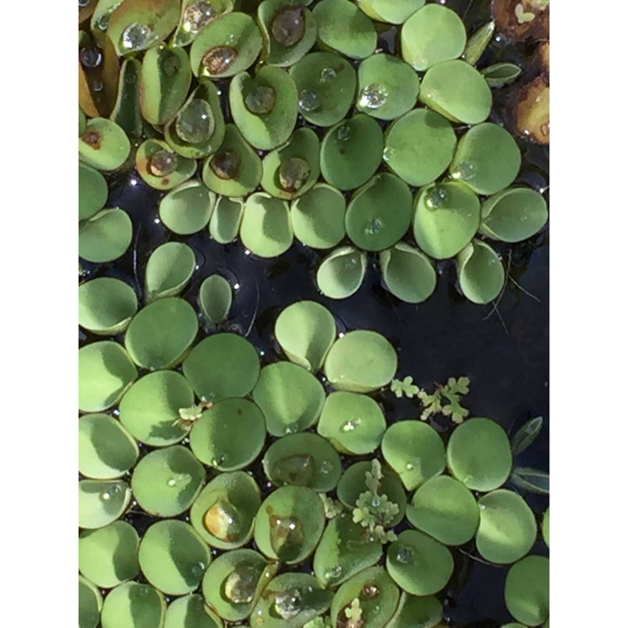 Salvinia Cucullata (Per Packet)