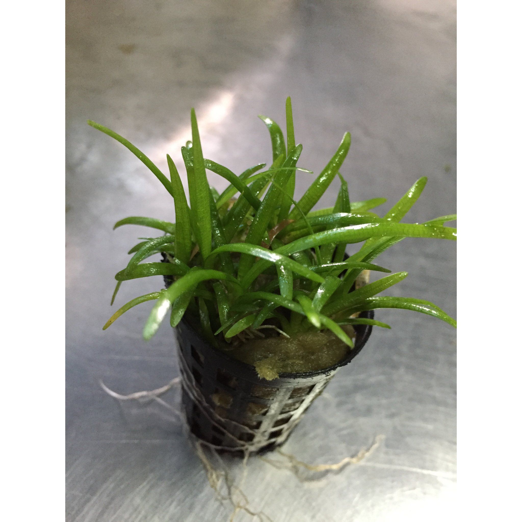Sagittaria Sabulata (Dwarf Sag)