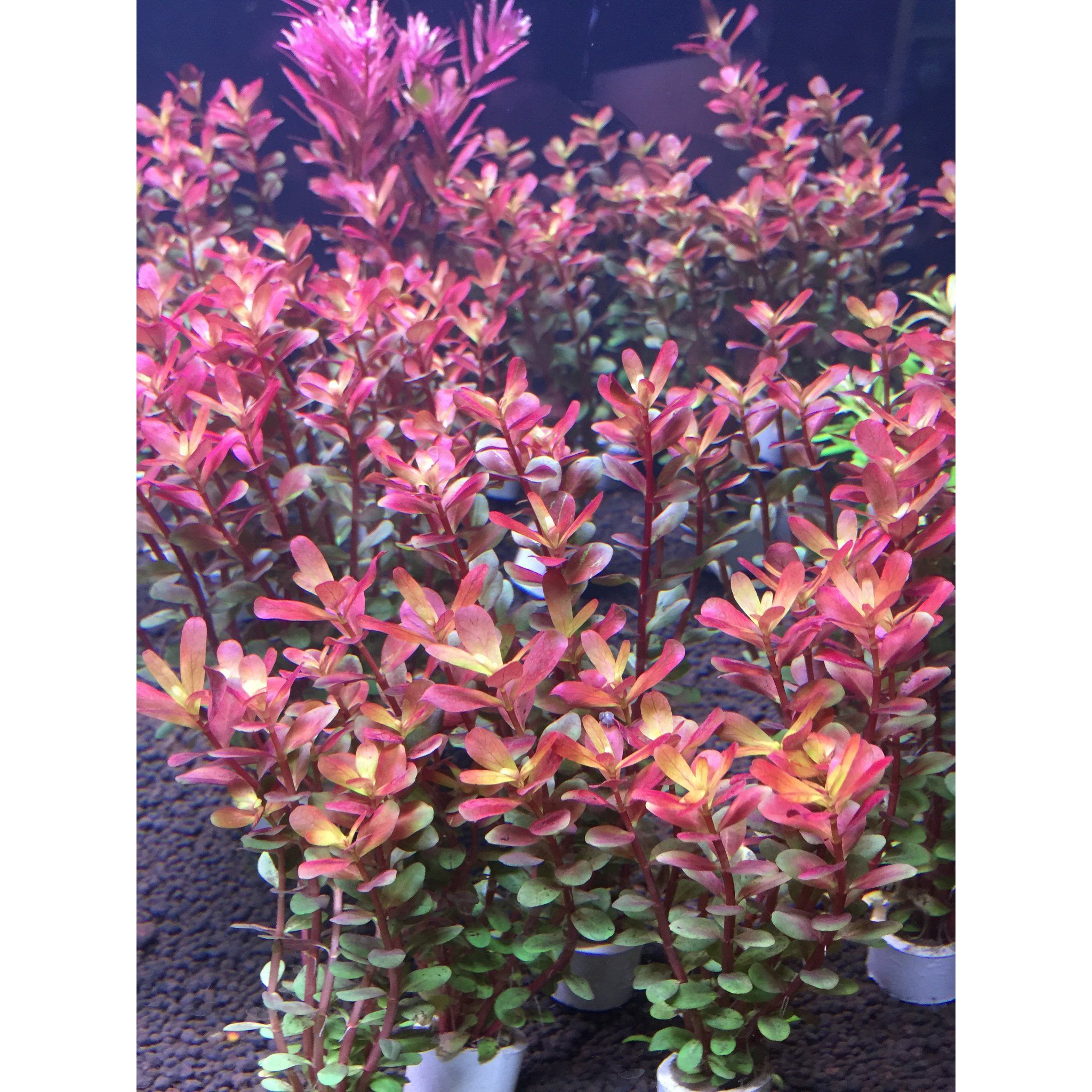 Rotala Super Red