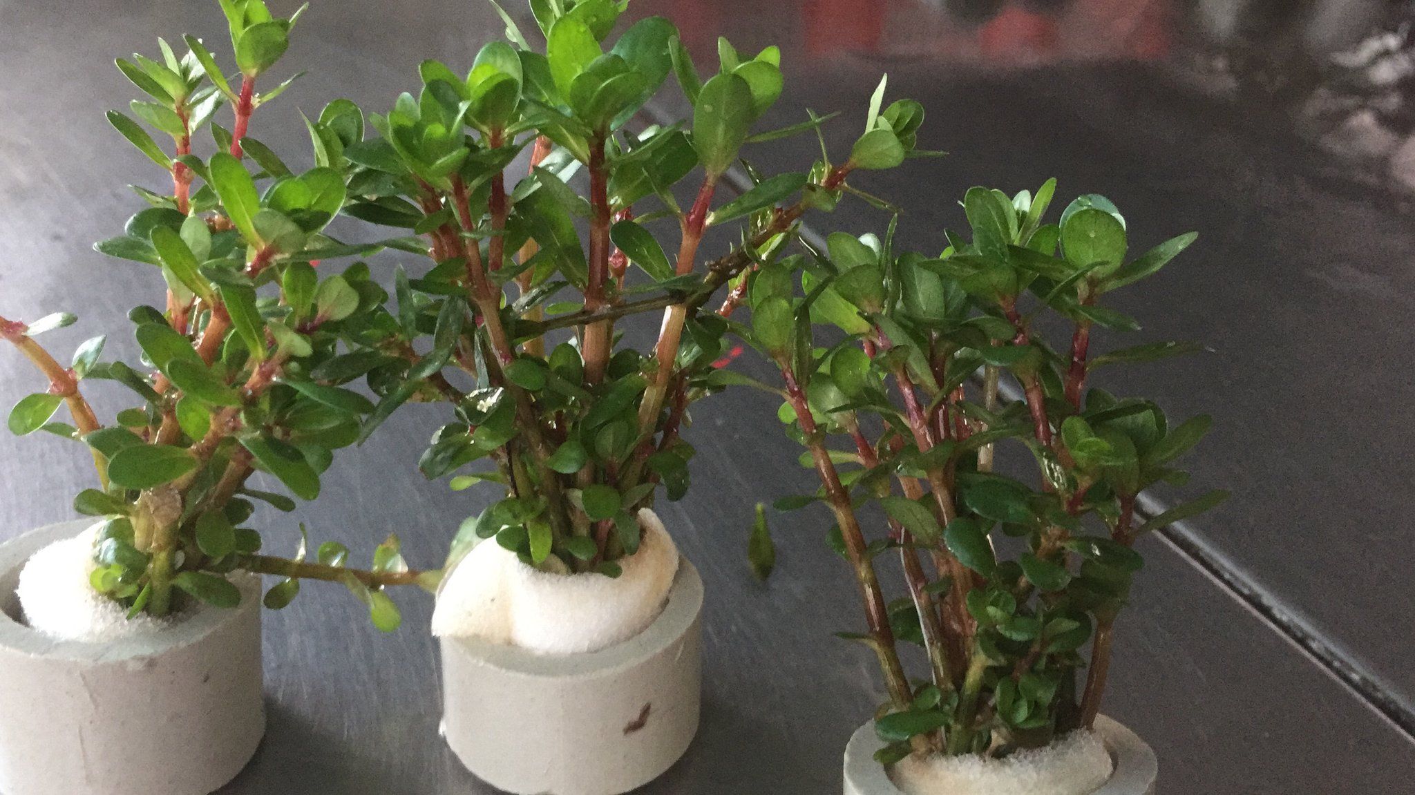 Rotala Sp. Bonsai