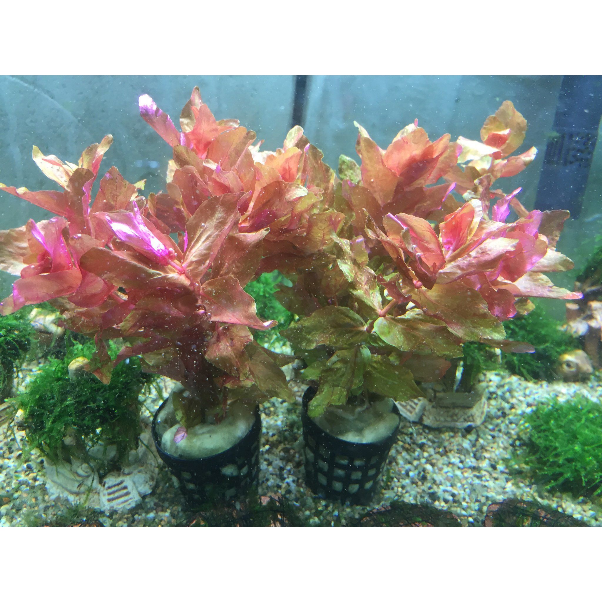 Rotala Macrandra