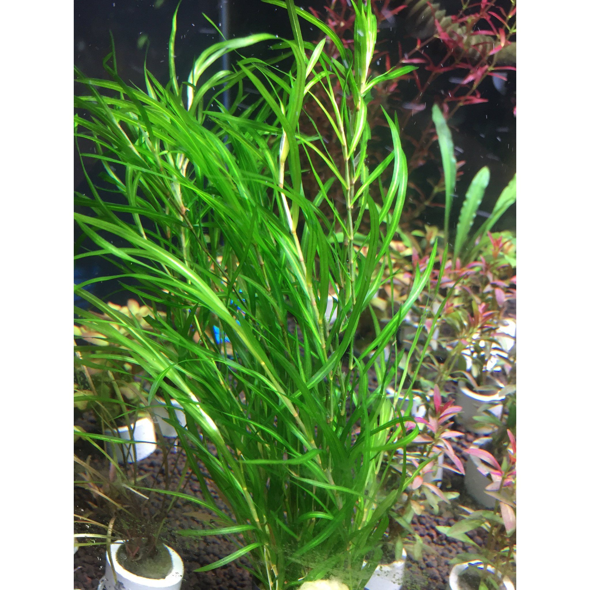 Potamogeton Gayi