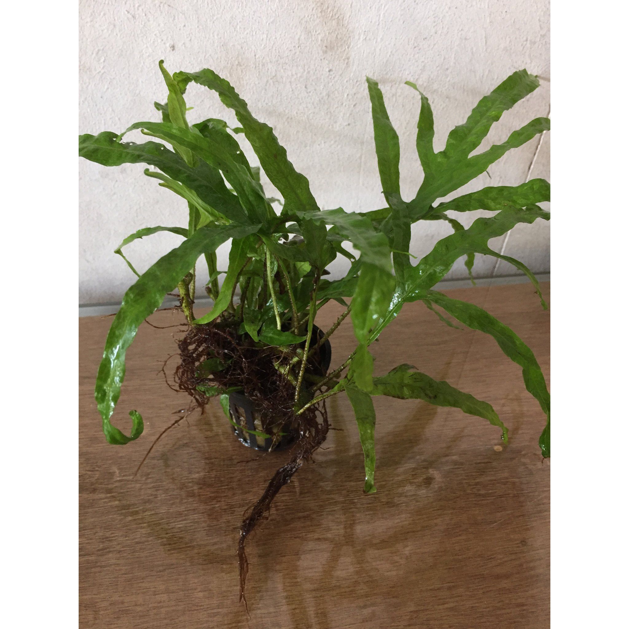 Microsorium Trident