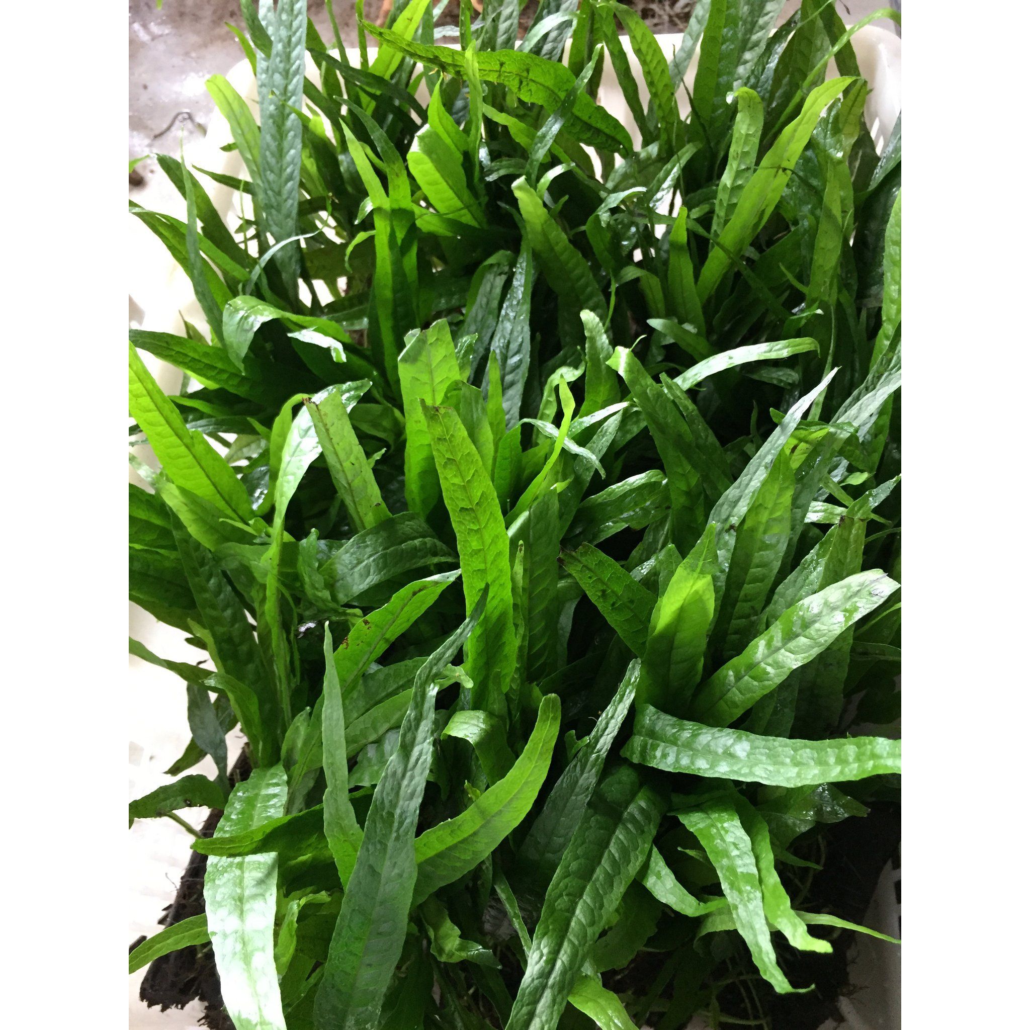 Microsorium pteropus (Java Fern)