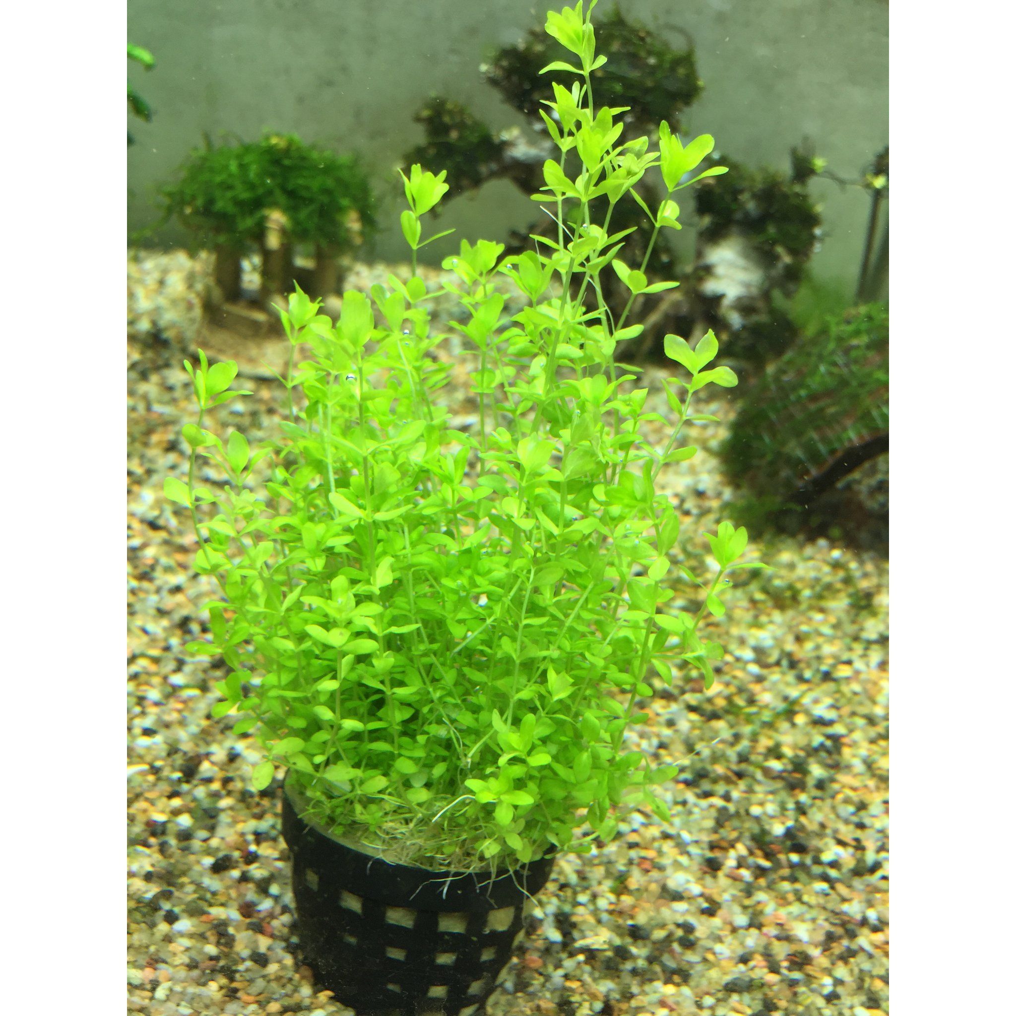 Micranthemum Micranthemoides (Pearl Weed)