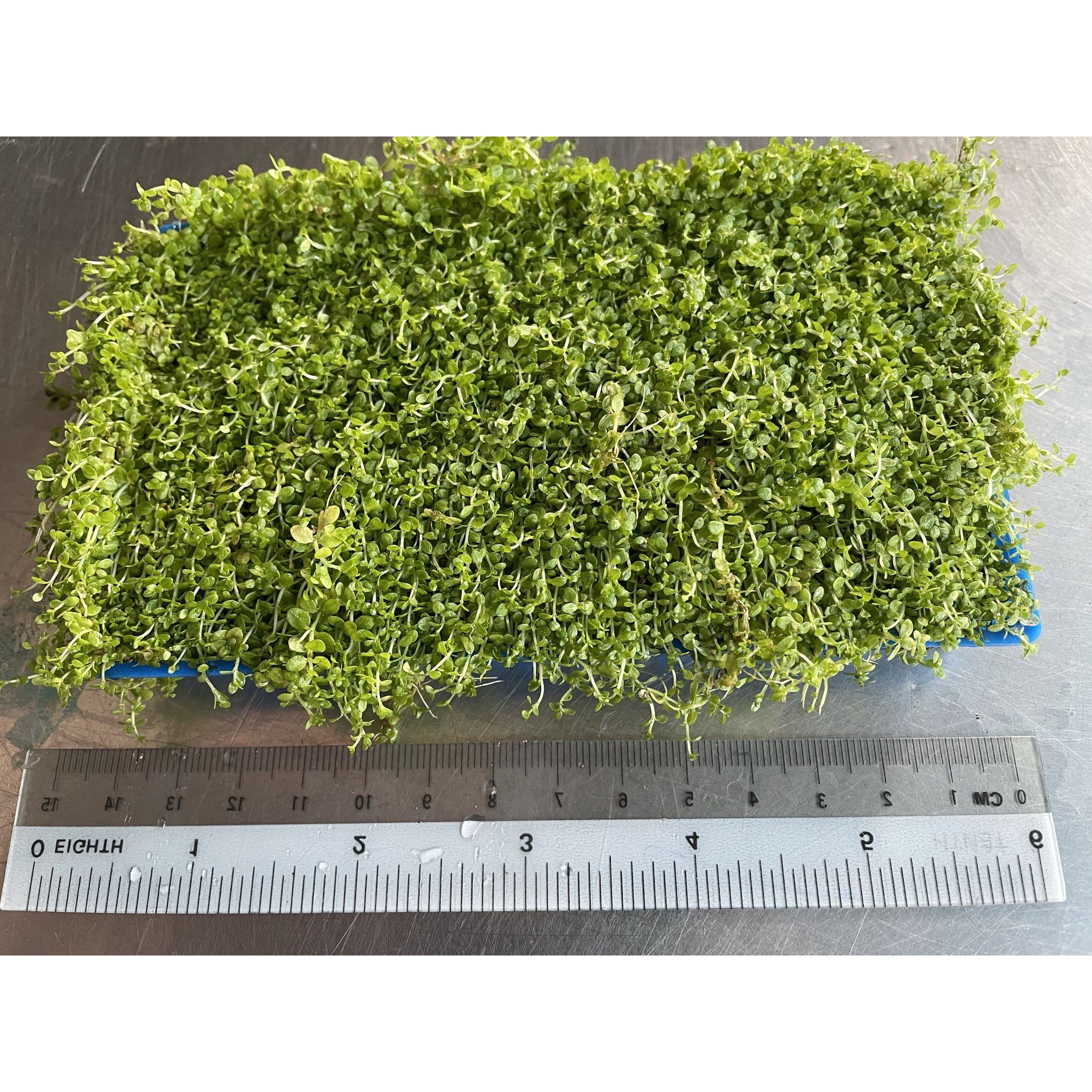 Micranthemum Monte Carlo (In a plate)