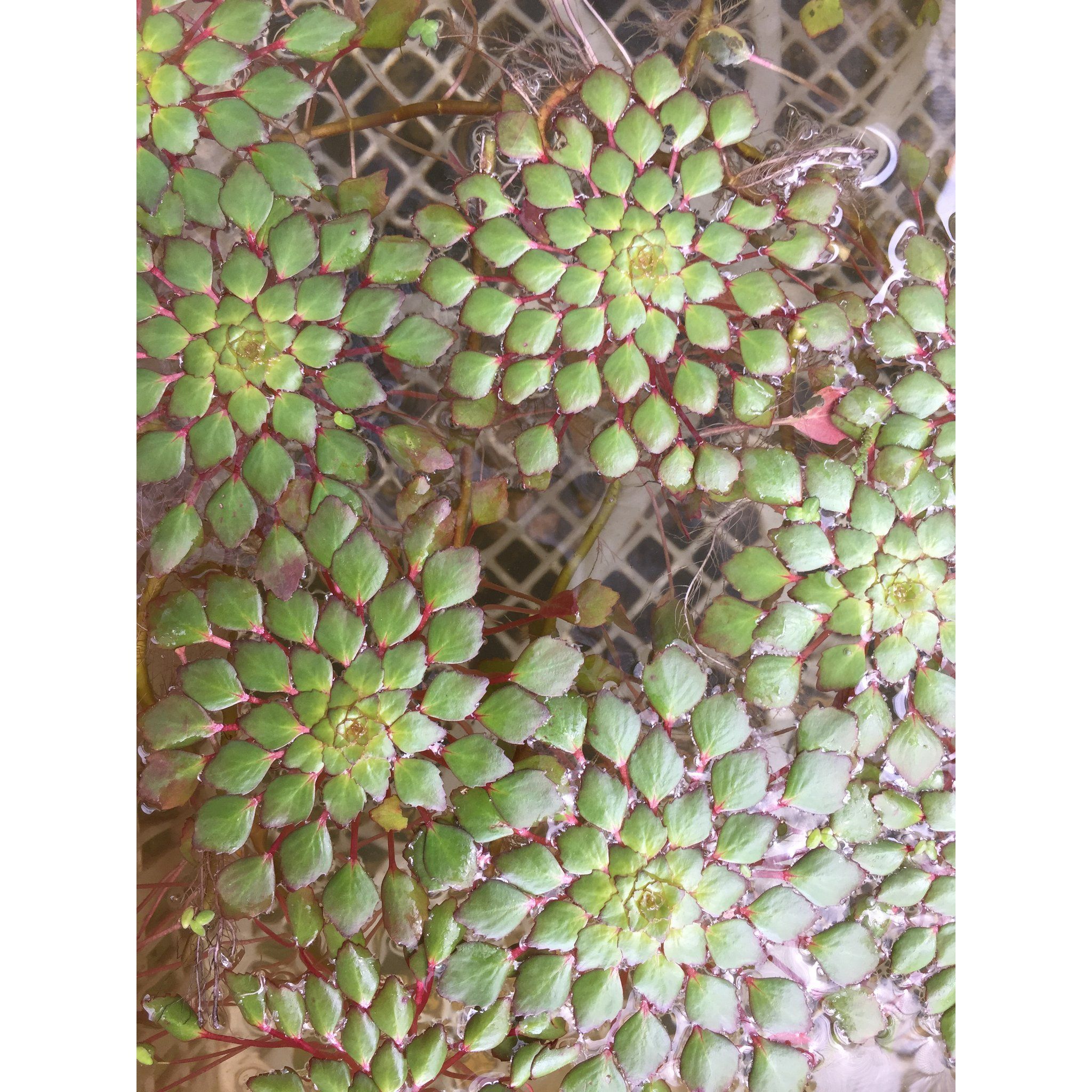 Ludwigia Sedioides