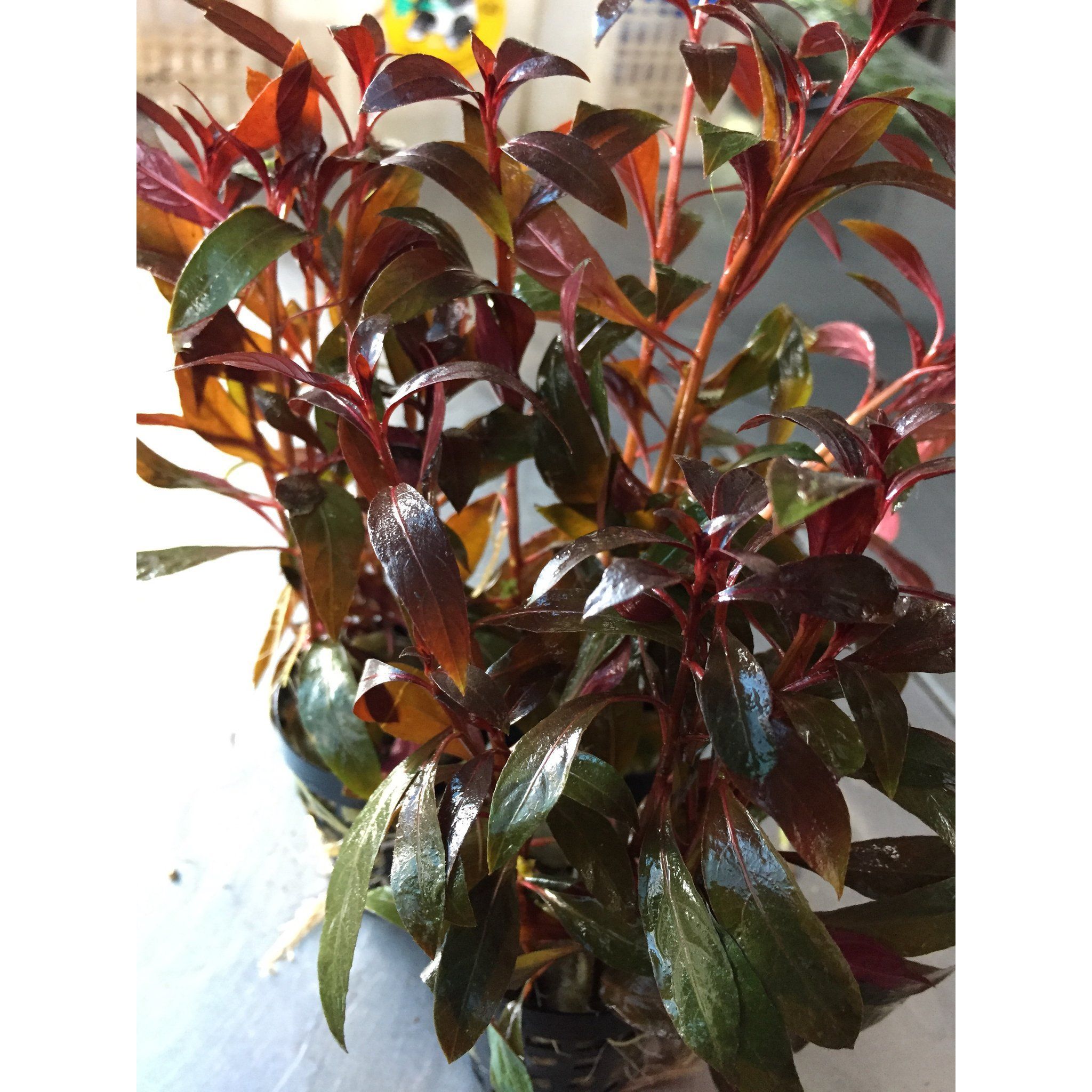 Ludwigia Glandulosa