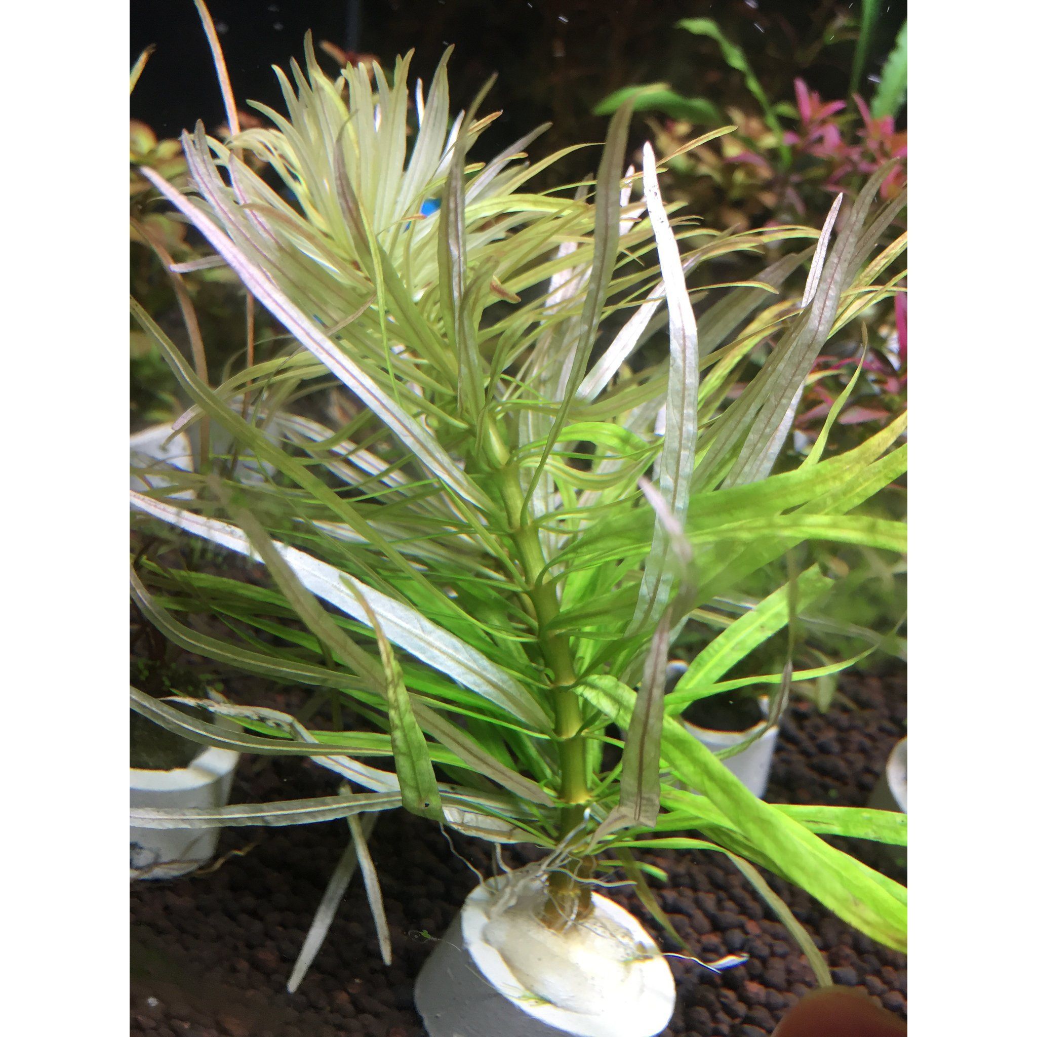 Ludwigia Cuba