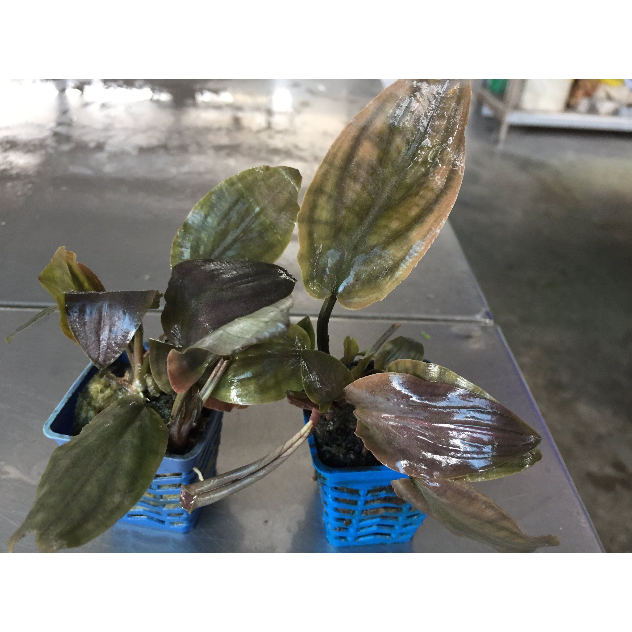 Lagenandra Meeboldii Red