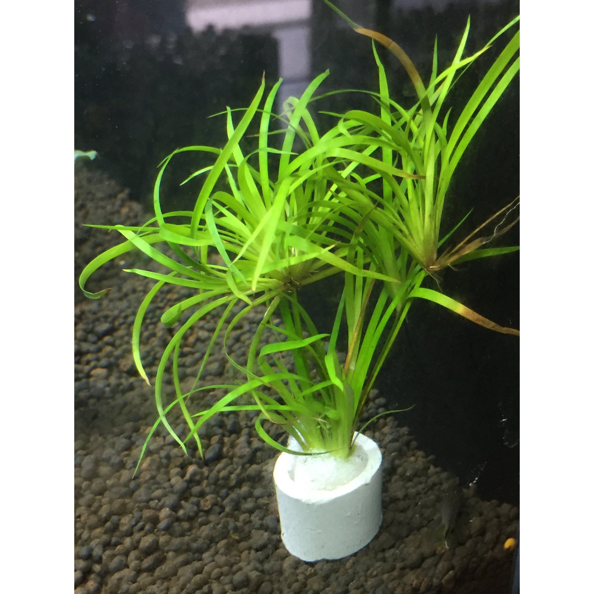 Juncus Repens