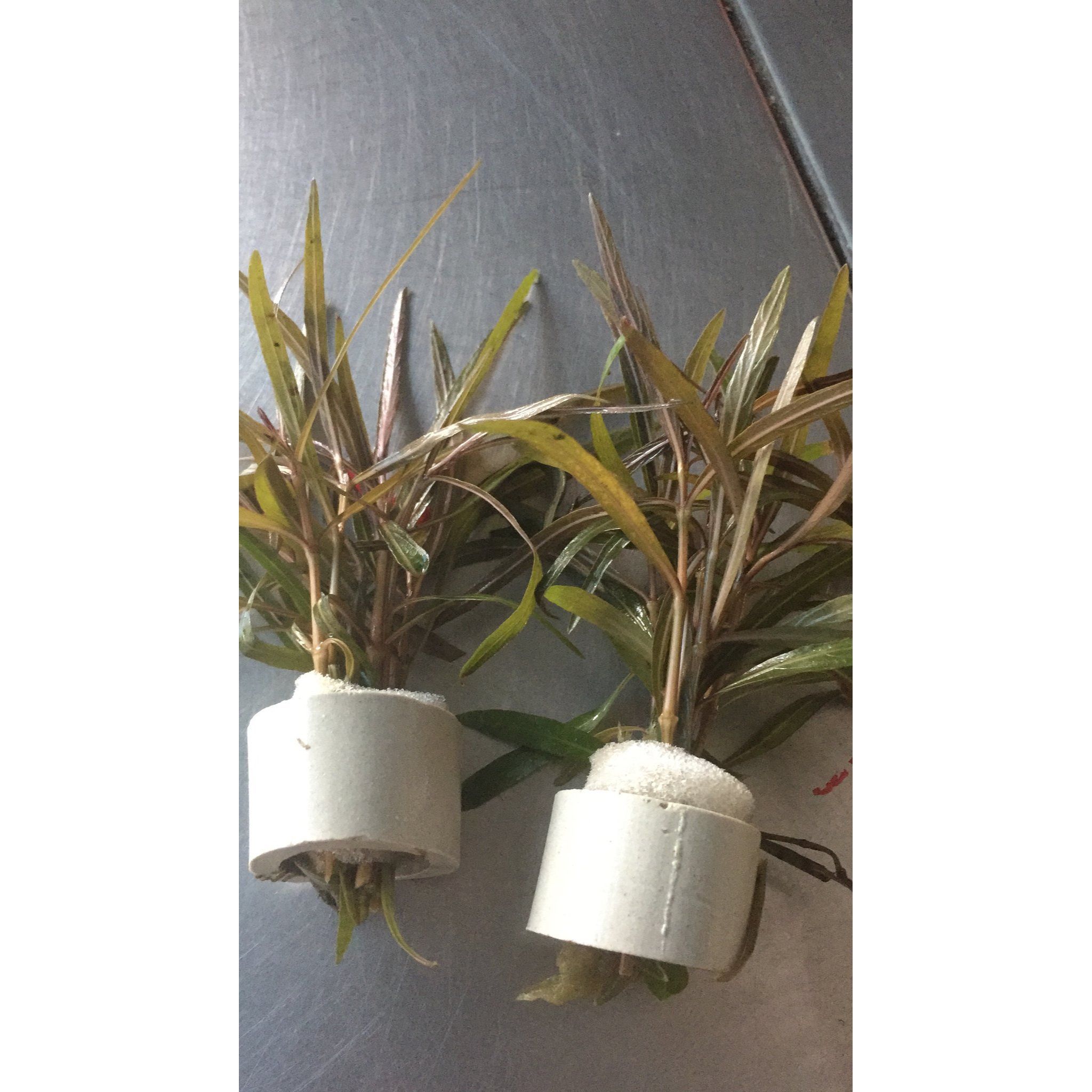 Hygrophila Sp. Araguaia