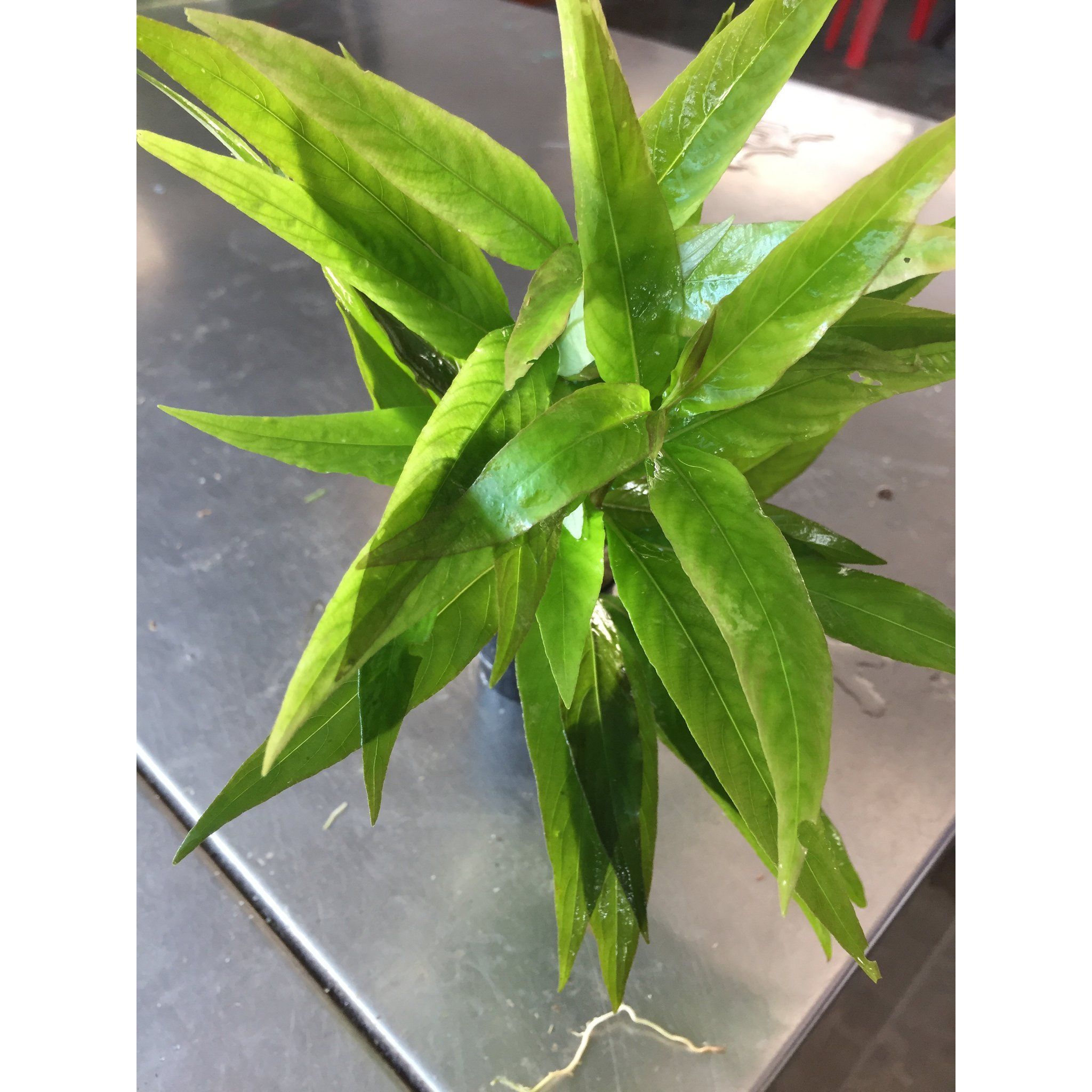 Hygrophila Siamensis