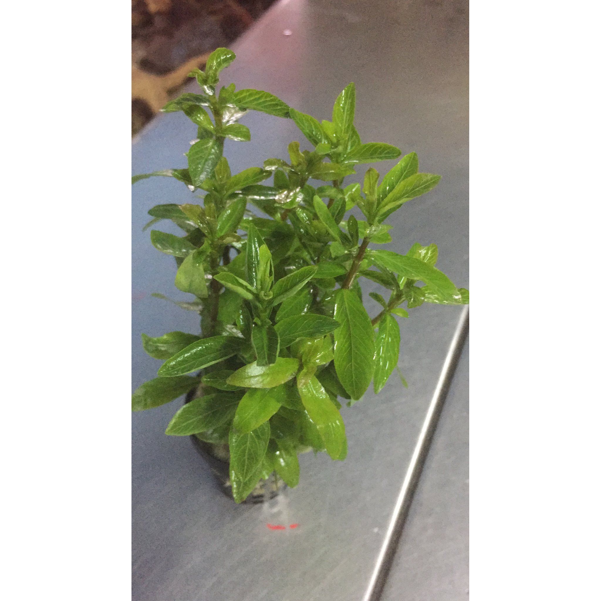 Hygrophila Polysperma