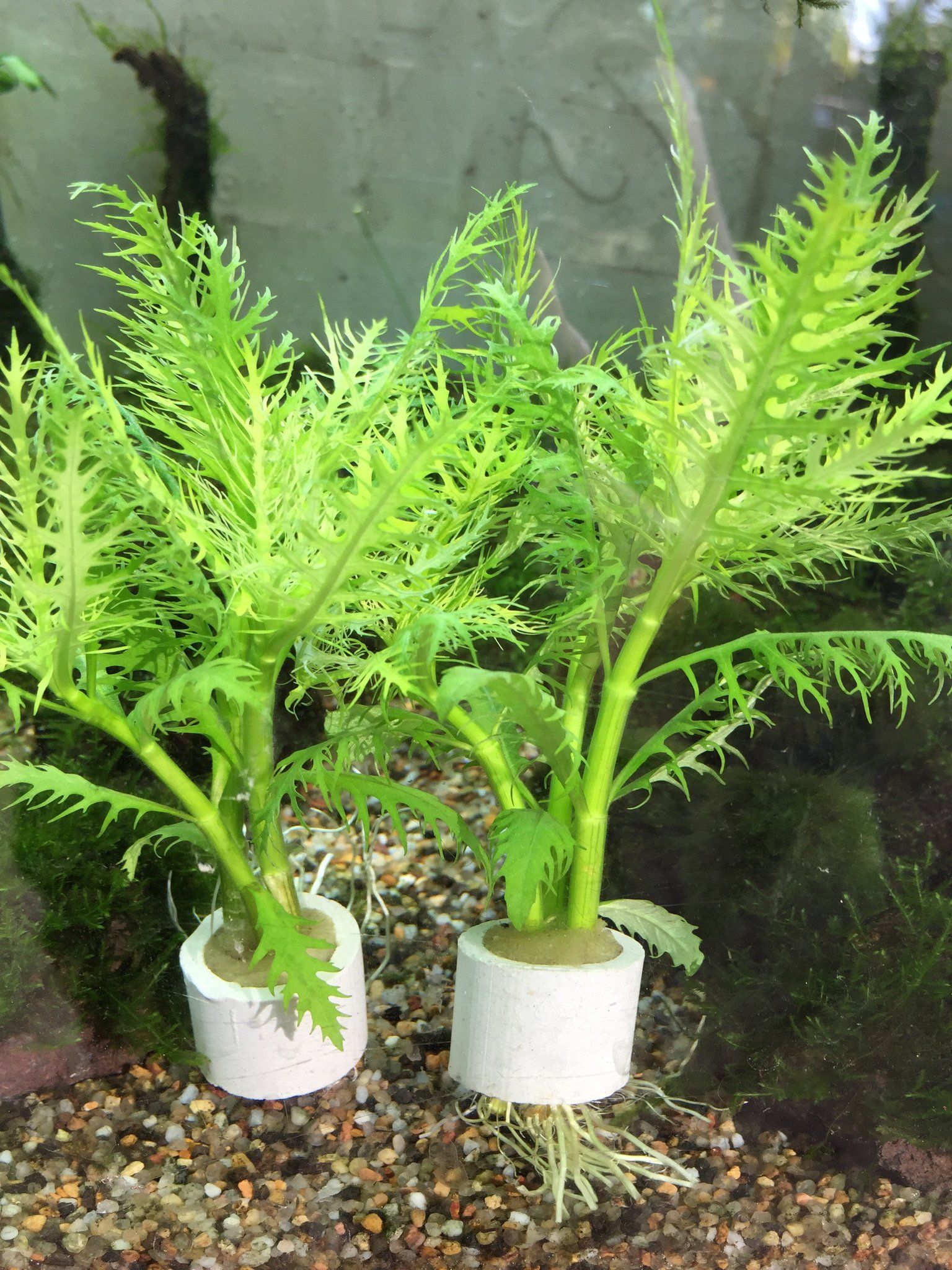 Hygrophila Balsamica