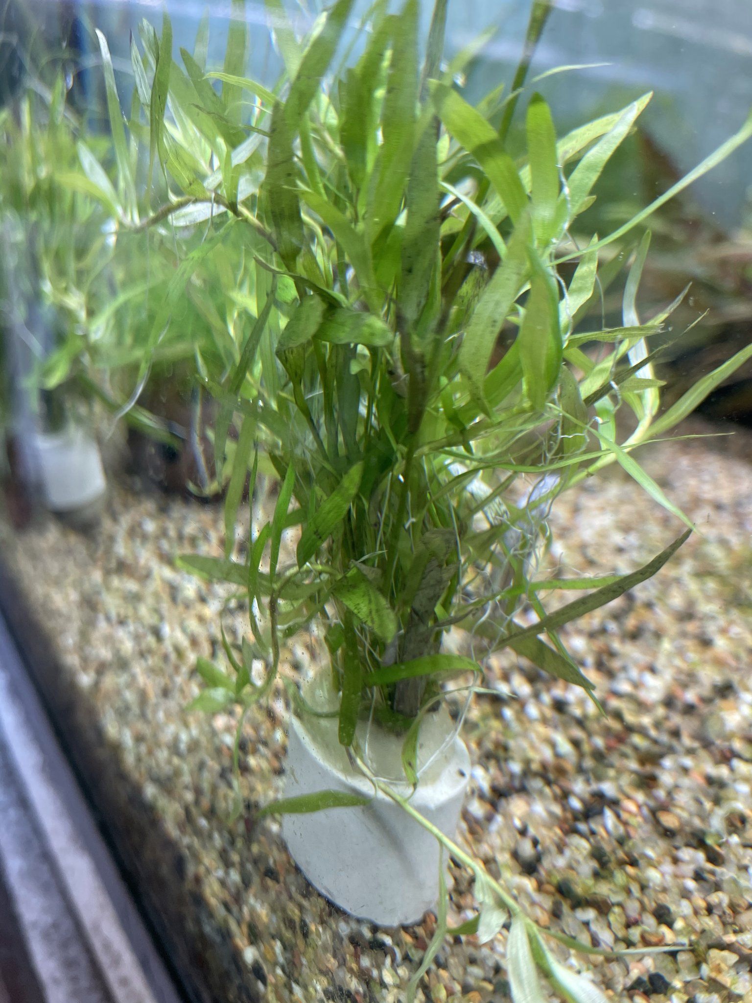 Heteranthera Zosterifolia