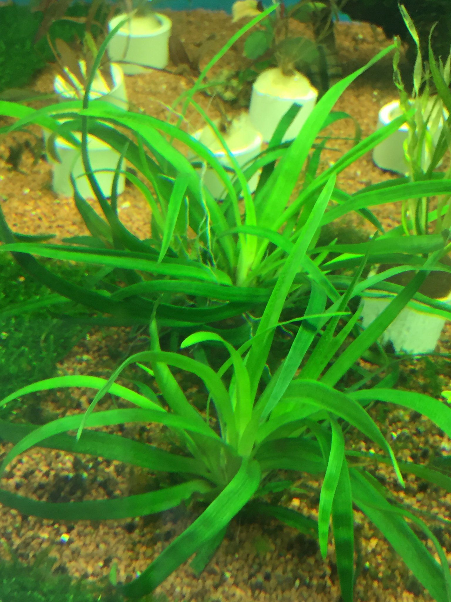 Eriocaulon Sp Vietnam