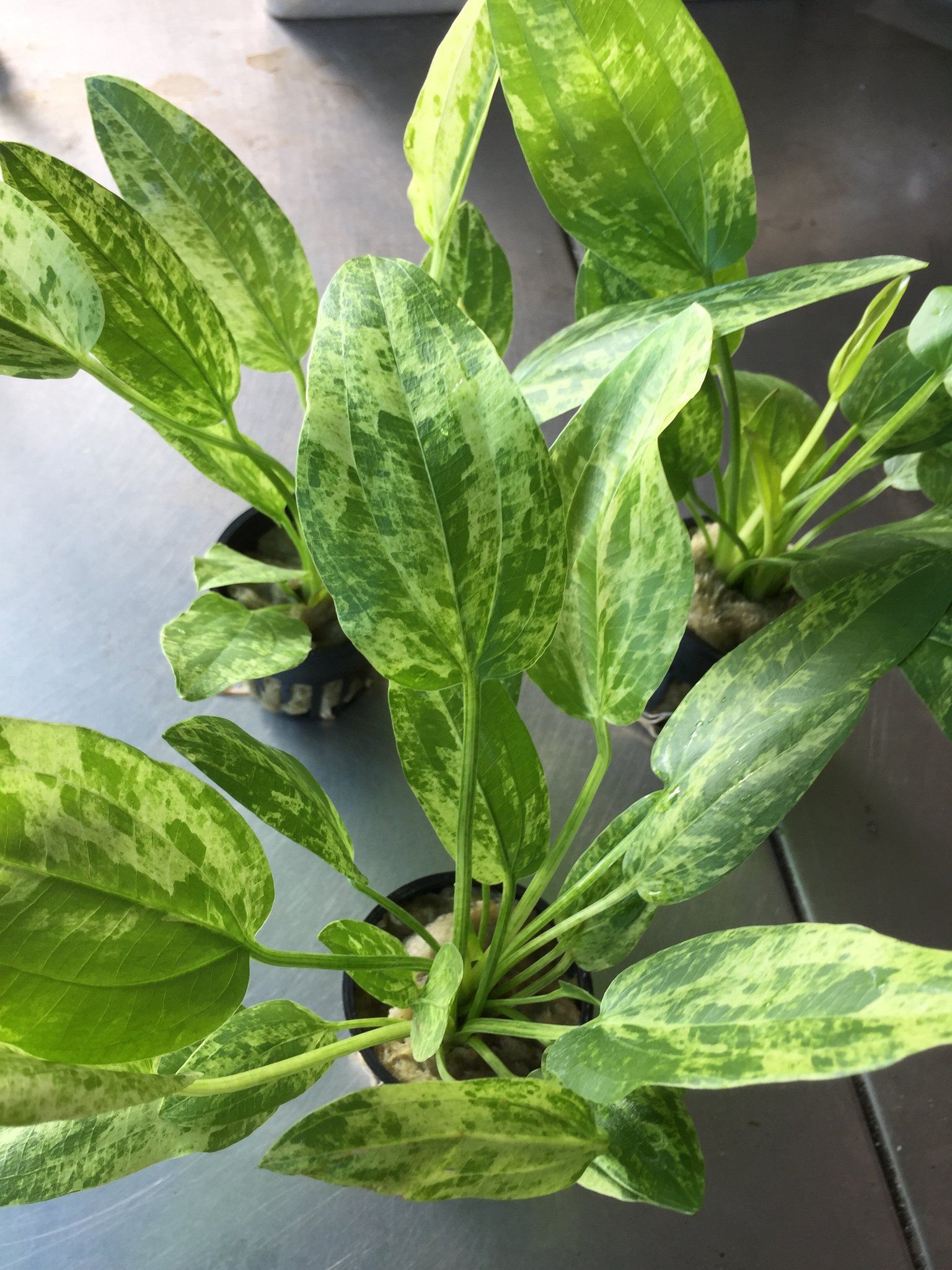 Echinodorus Marble Queen