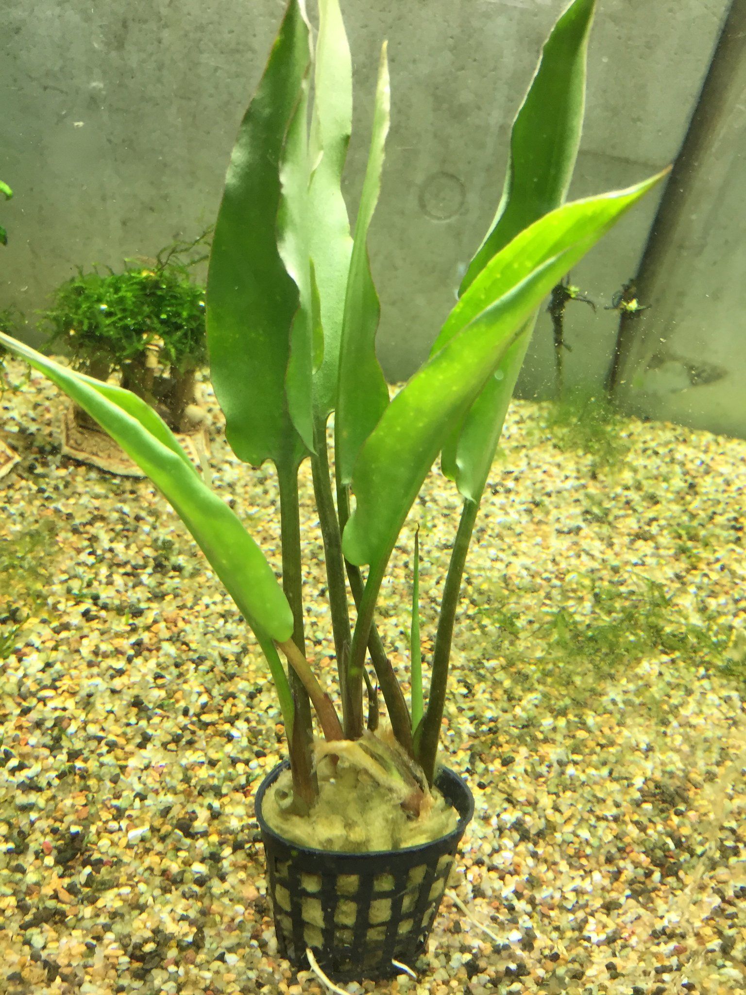 Cryptocoryne ciliata