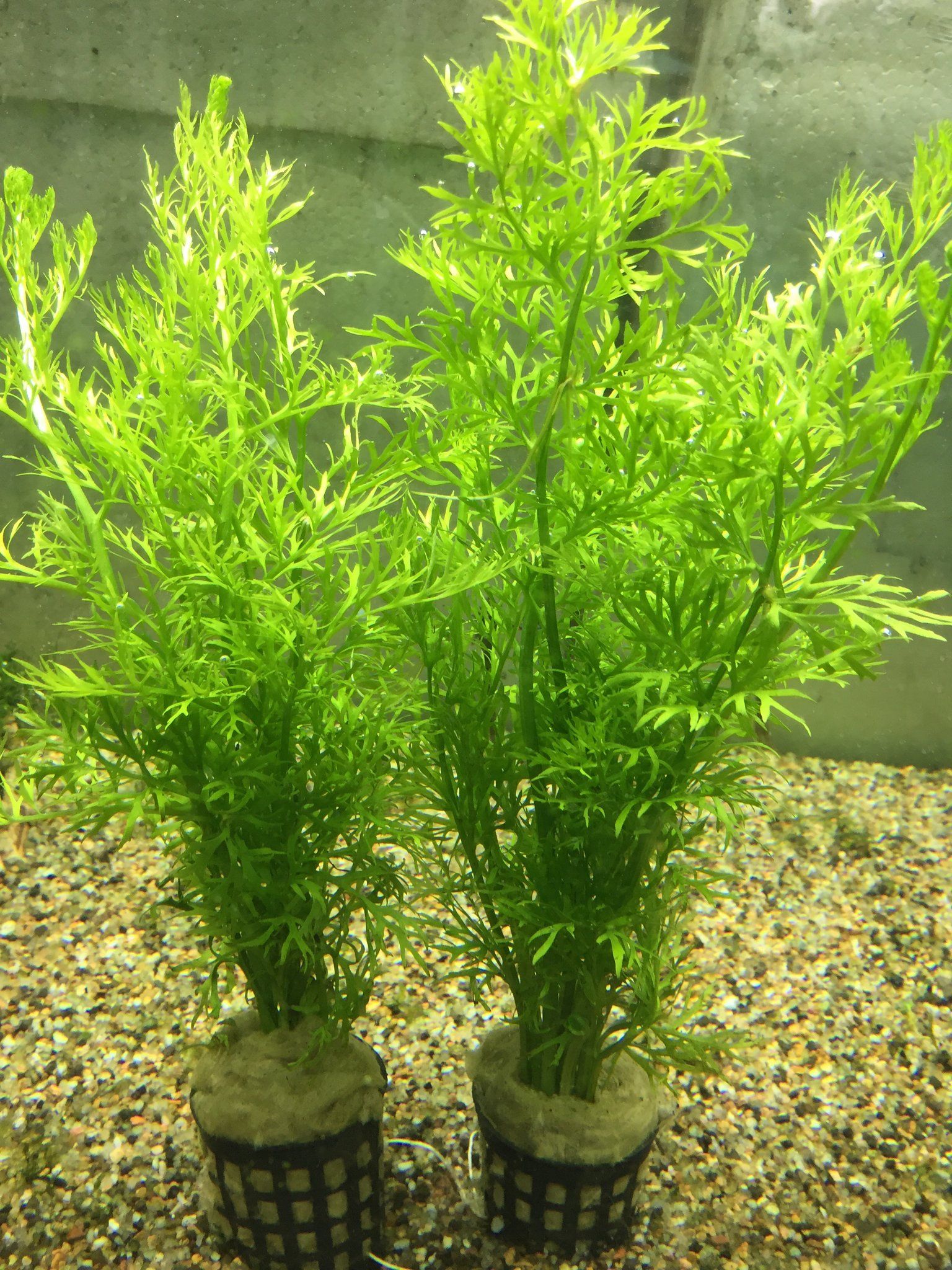 Ceratopteris Siliquosa