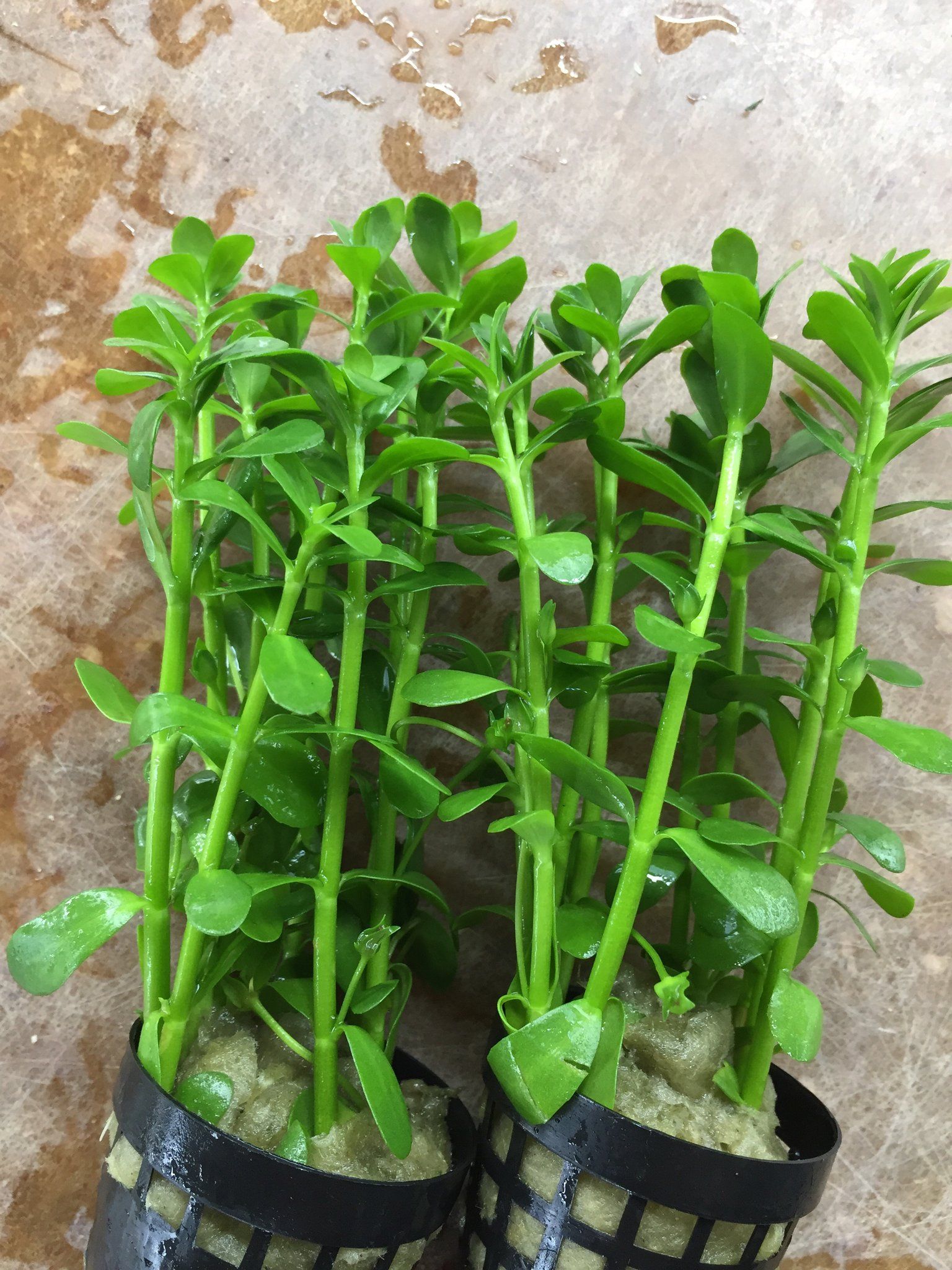 Bacopa Monnieri