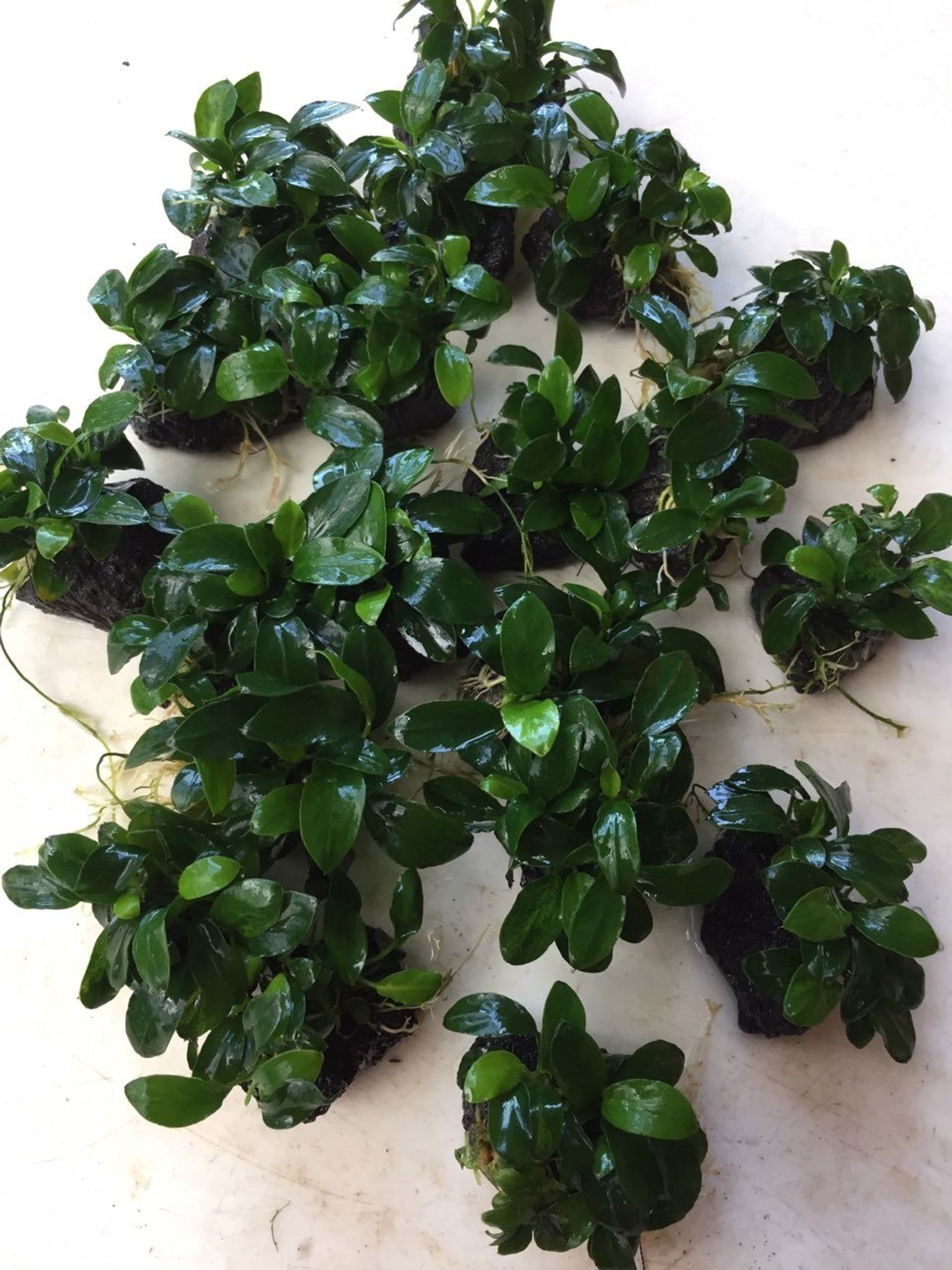 Anubias Petite