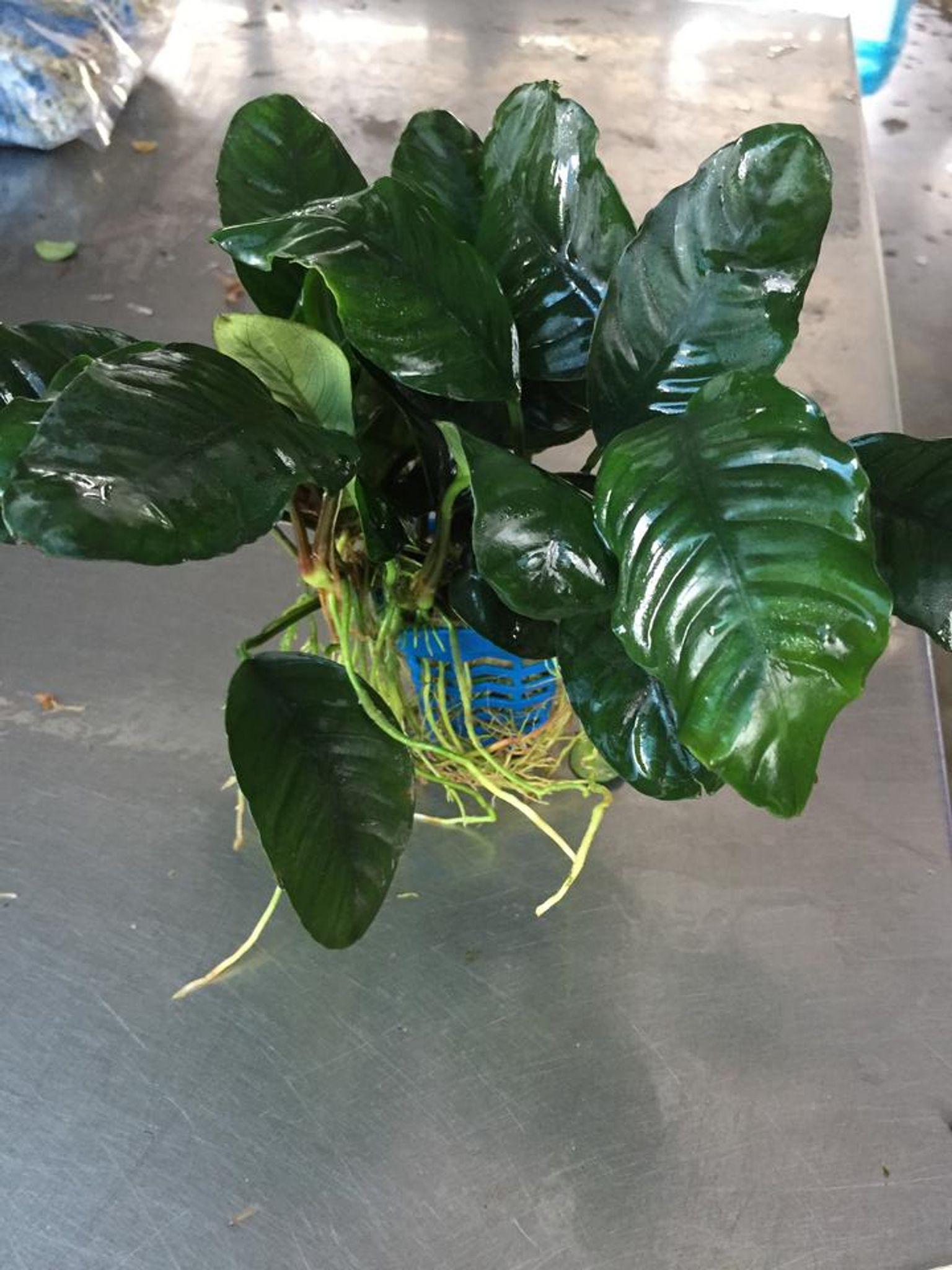 Anubias coffeefolia