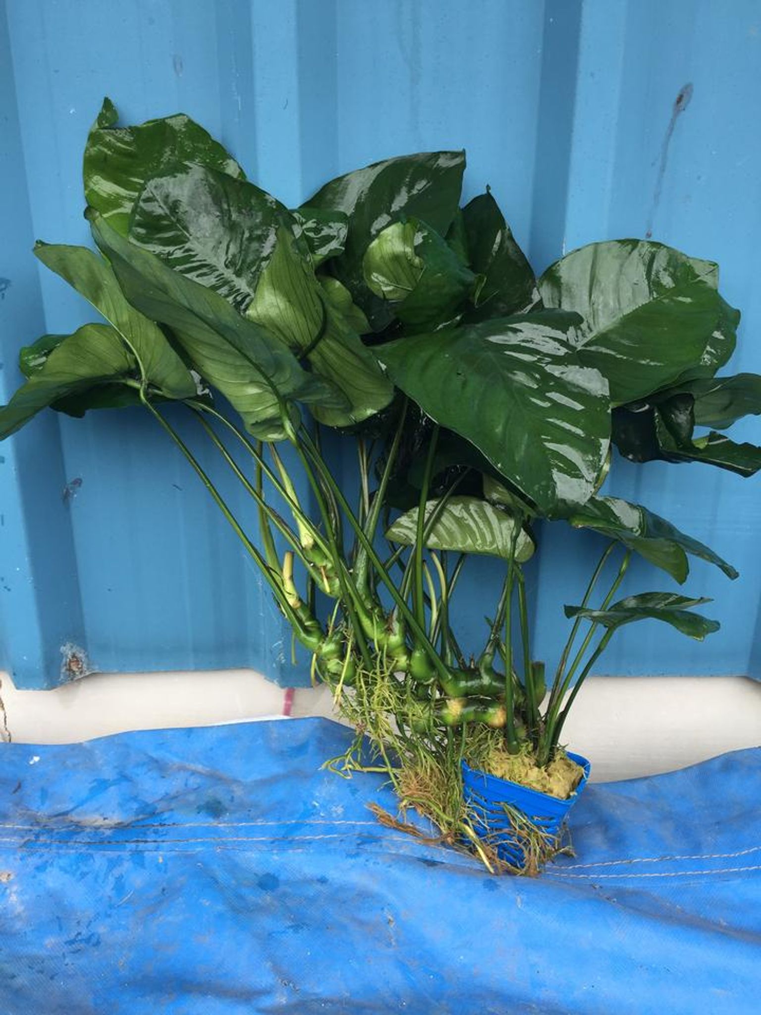 Anubias Barteri (Super Large)