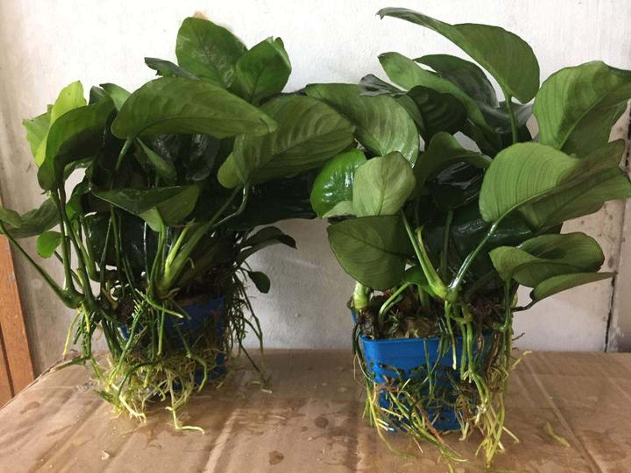 Anubias Barteri (Pots)