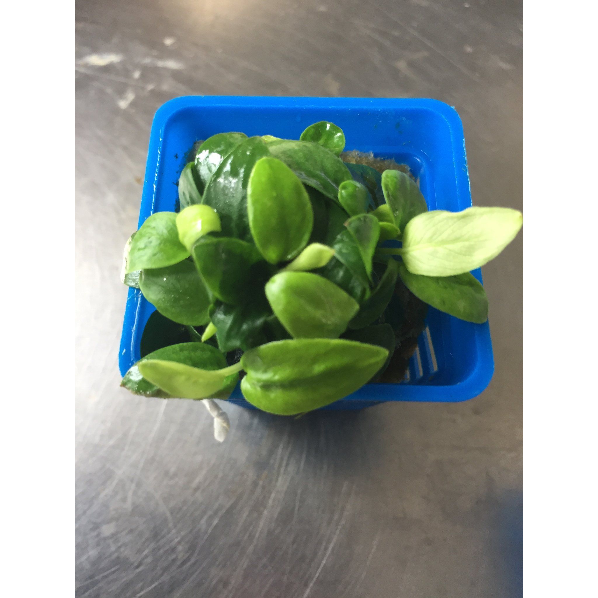Anubias Mini Golden Nana (pots)
