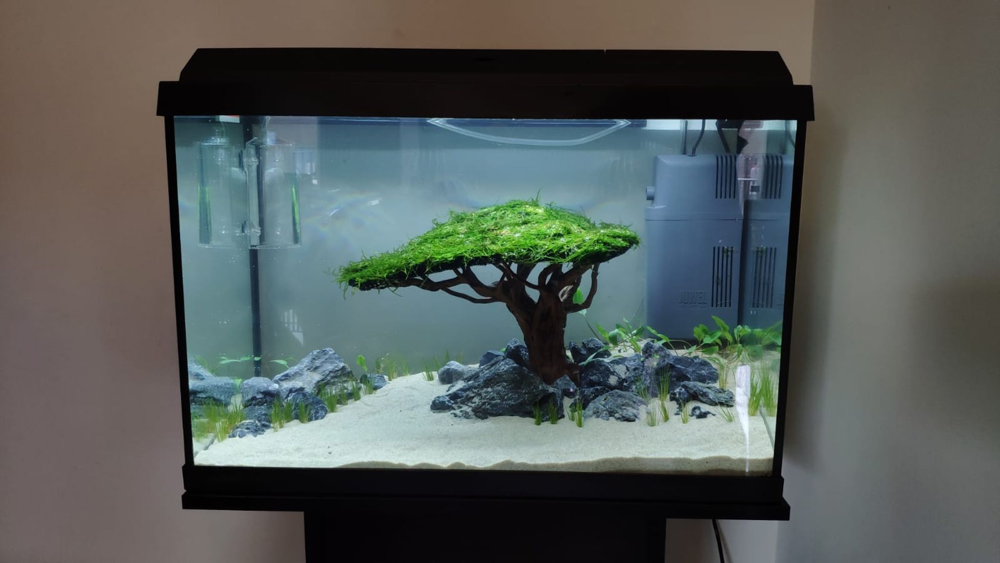 Moss Tree For Aquascape