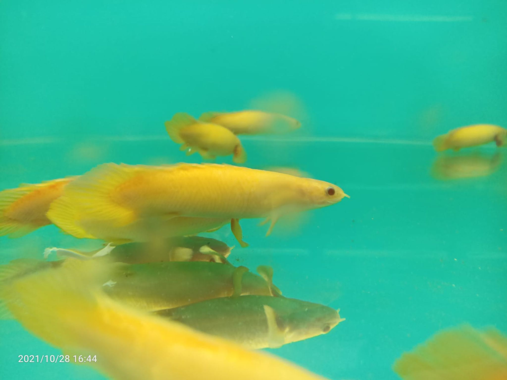 Polypterus Senegalus Albino Short Body ( SF-2630 )